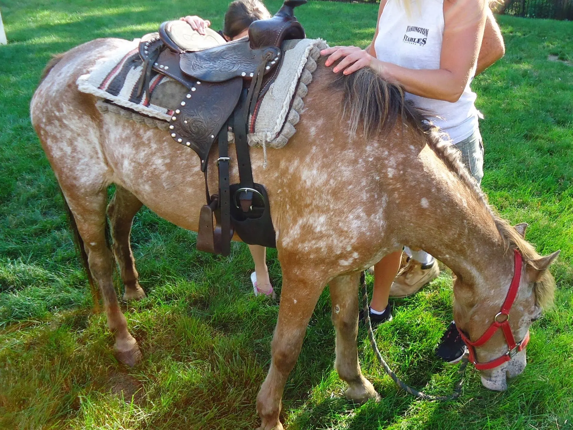 Snowflake appaloosa horse