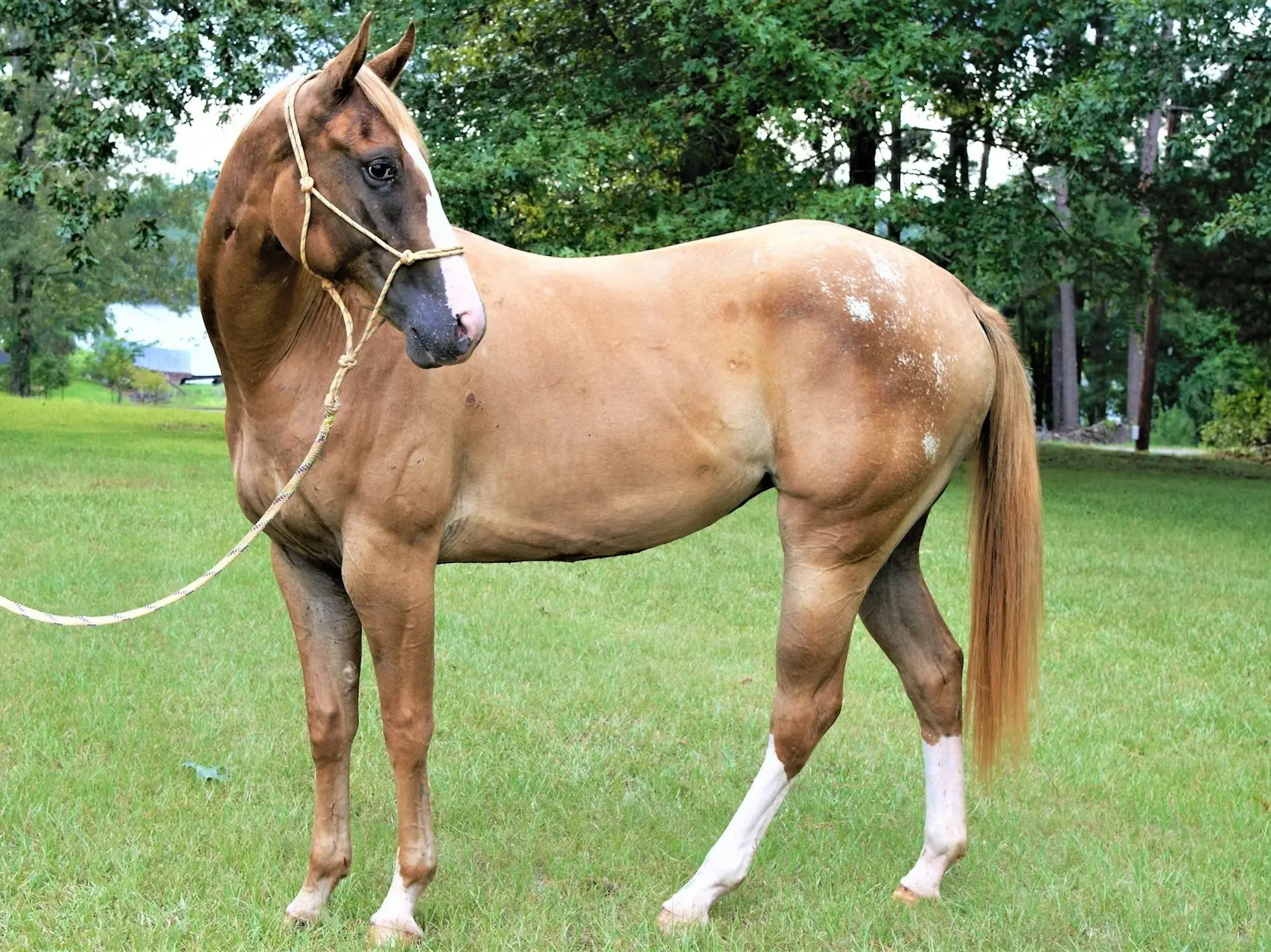 Snowflake Appaloosa horse