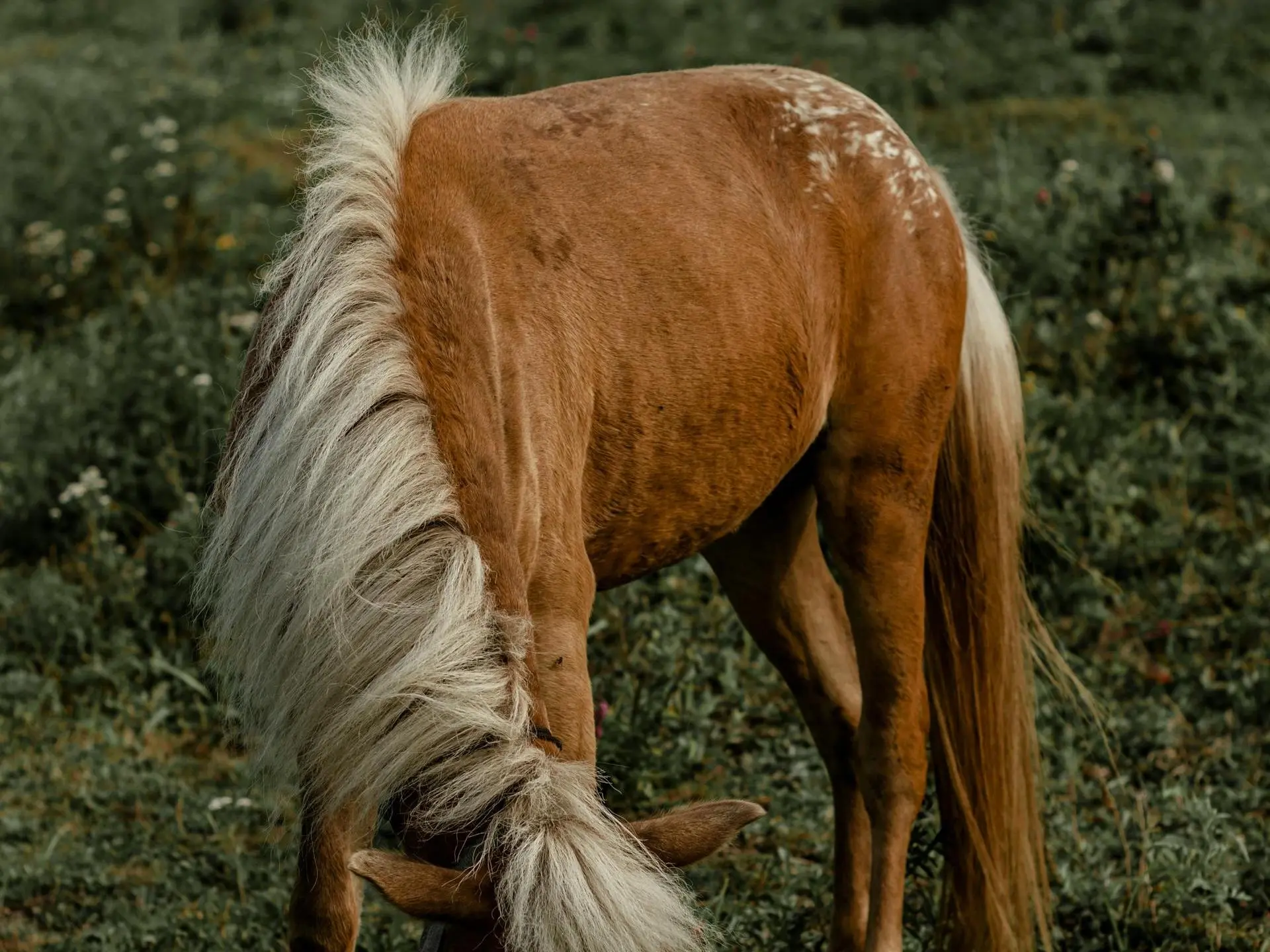 Appaloosa cream horse