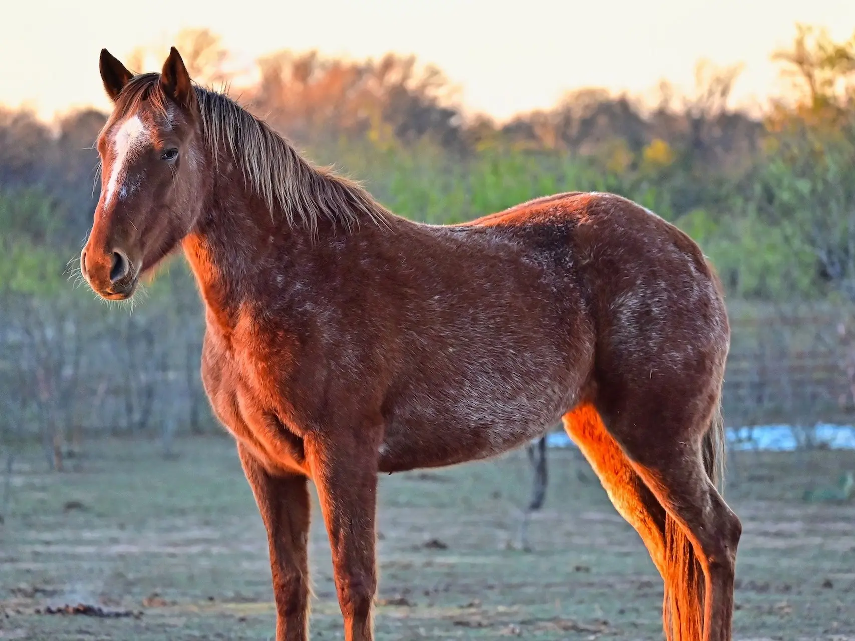 Snowflake appaloosa horse