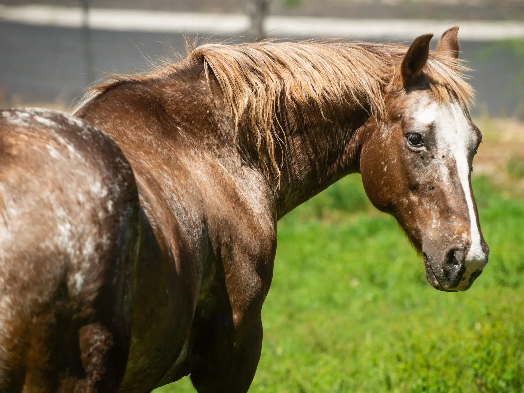 Snowflake appaloosa horse