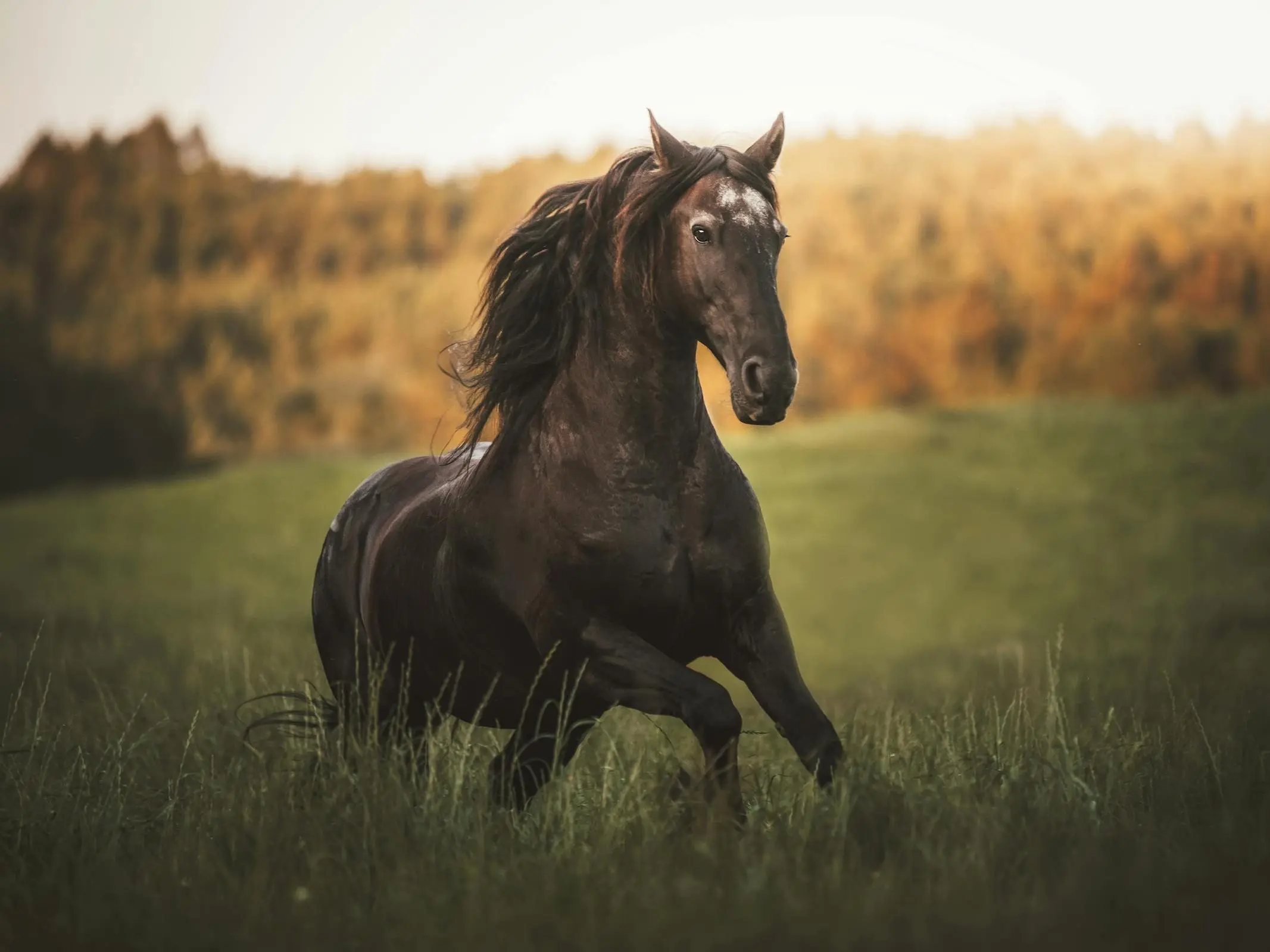 Snowflake appaloosa horse