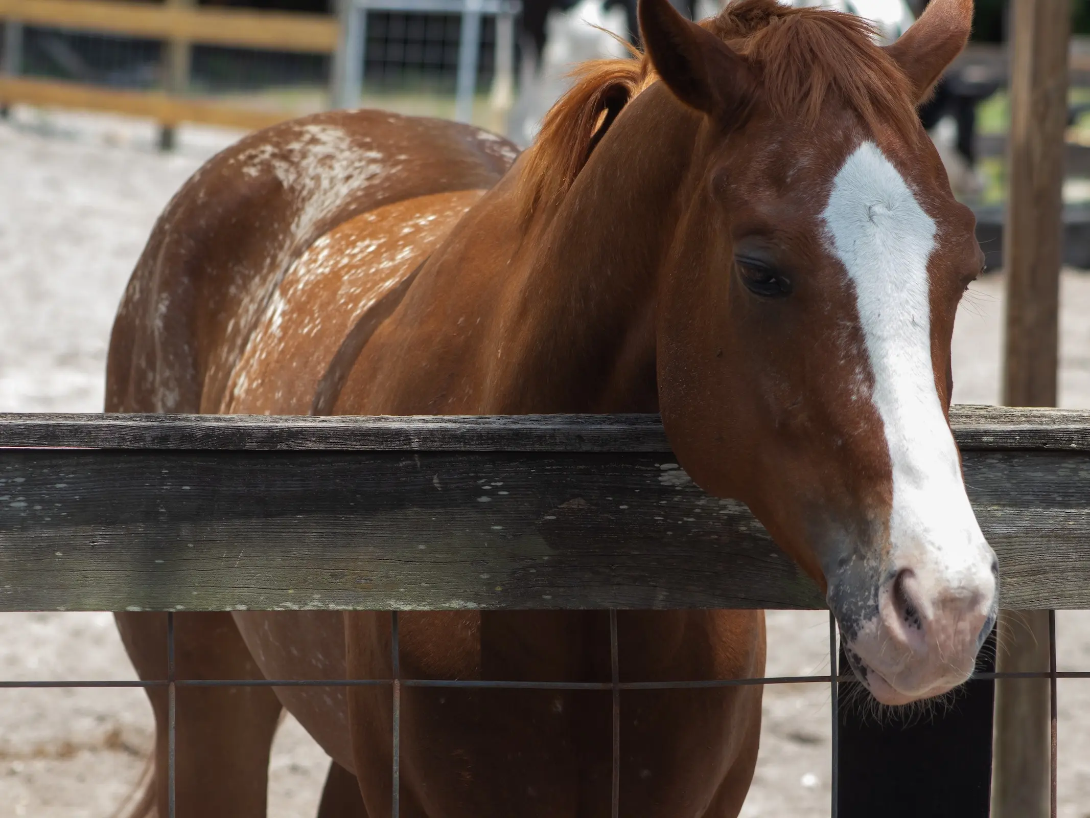 Snowflake appaloosa horse