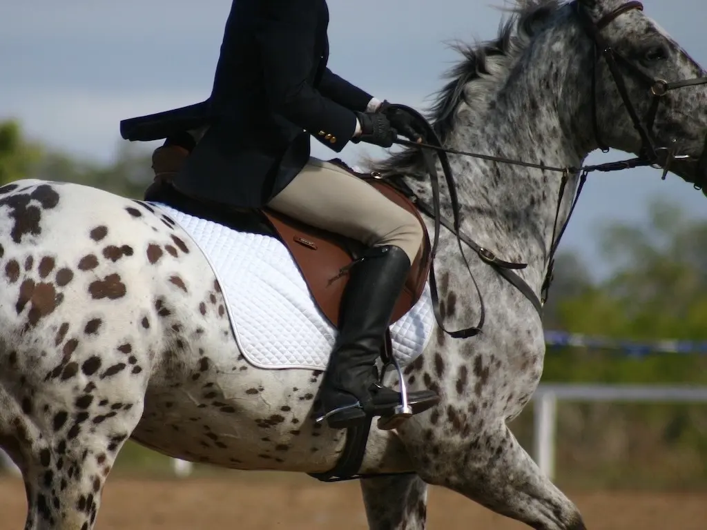 Appaloosa Sport Horse