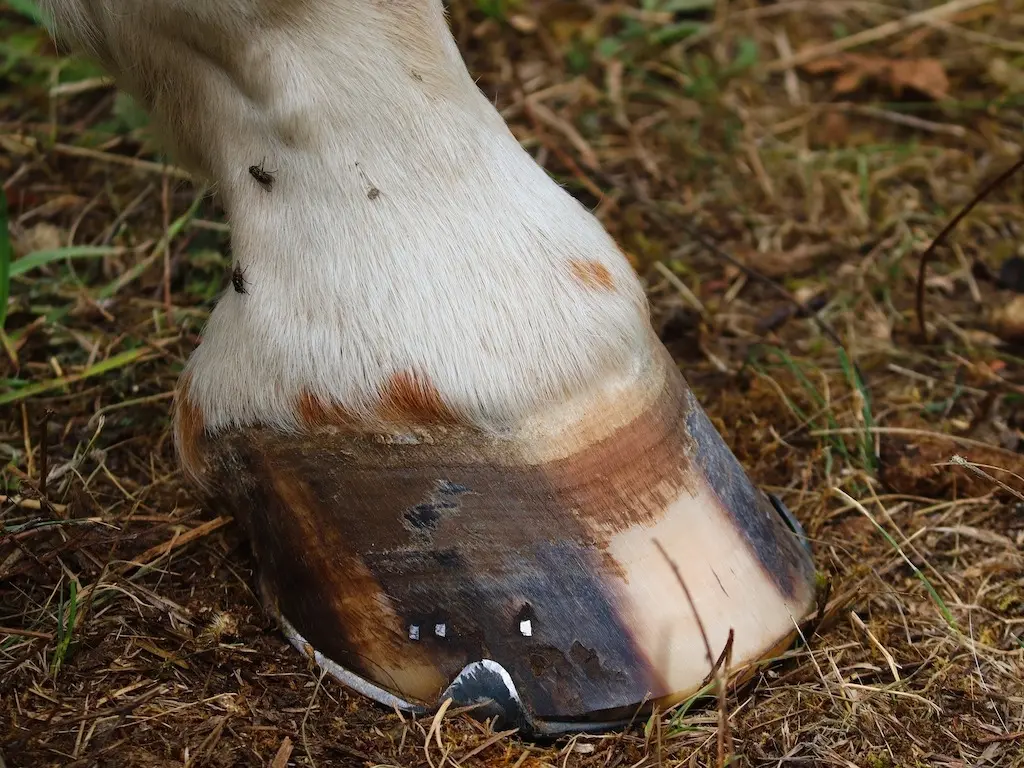 Horse with striped hooves