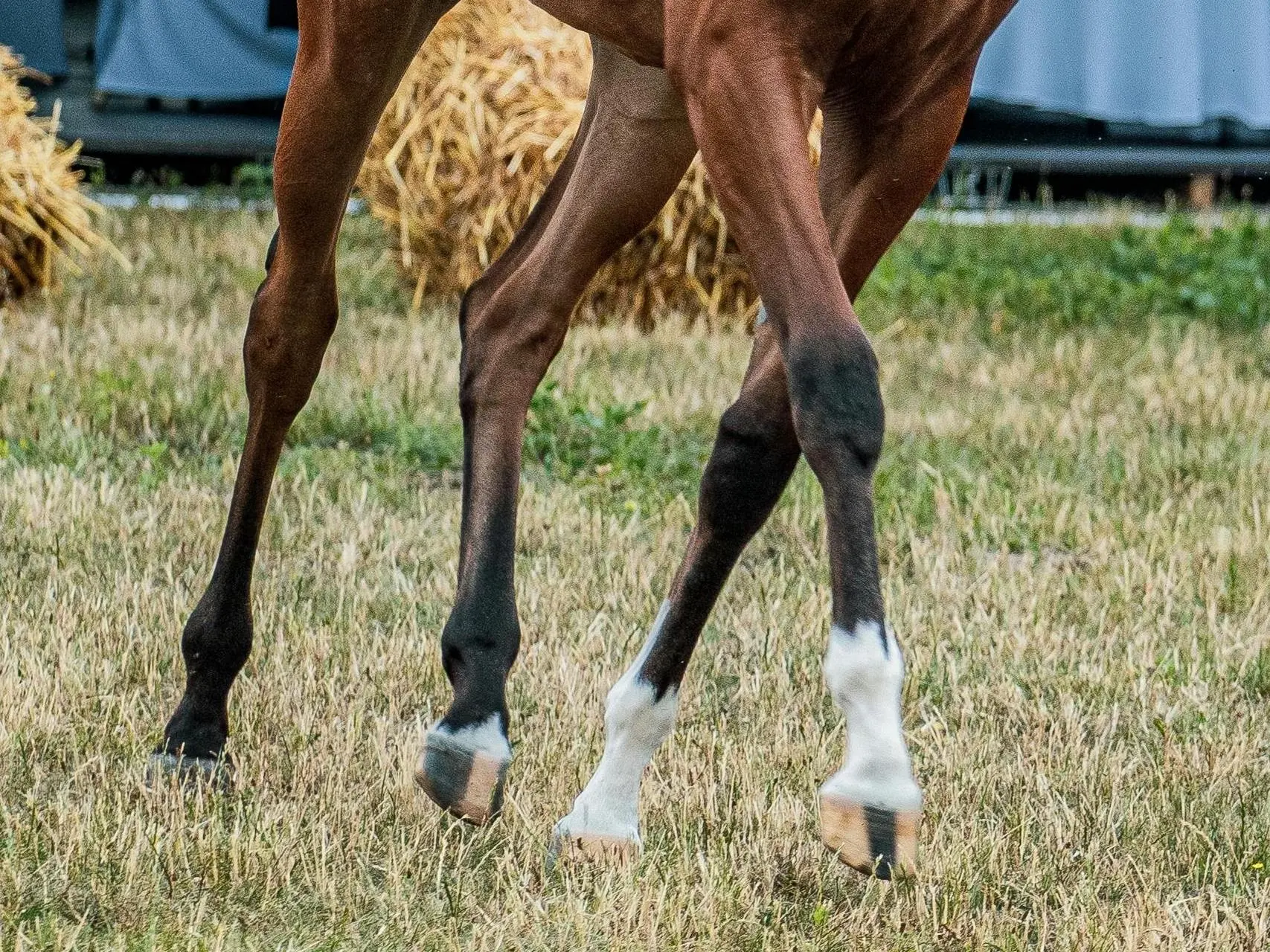 Appaloosa horse with striped hooves