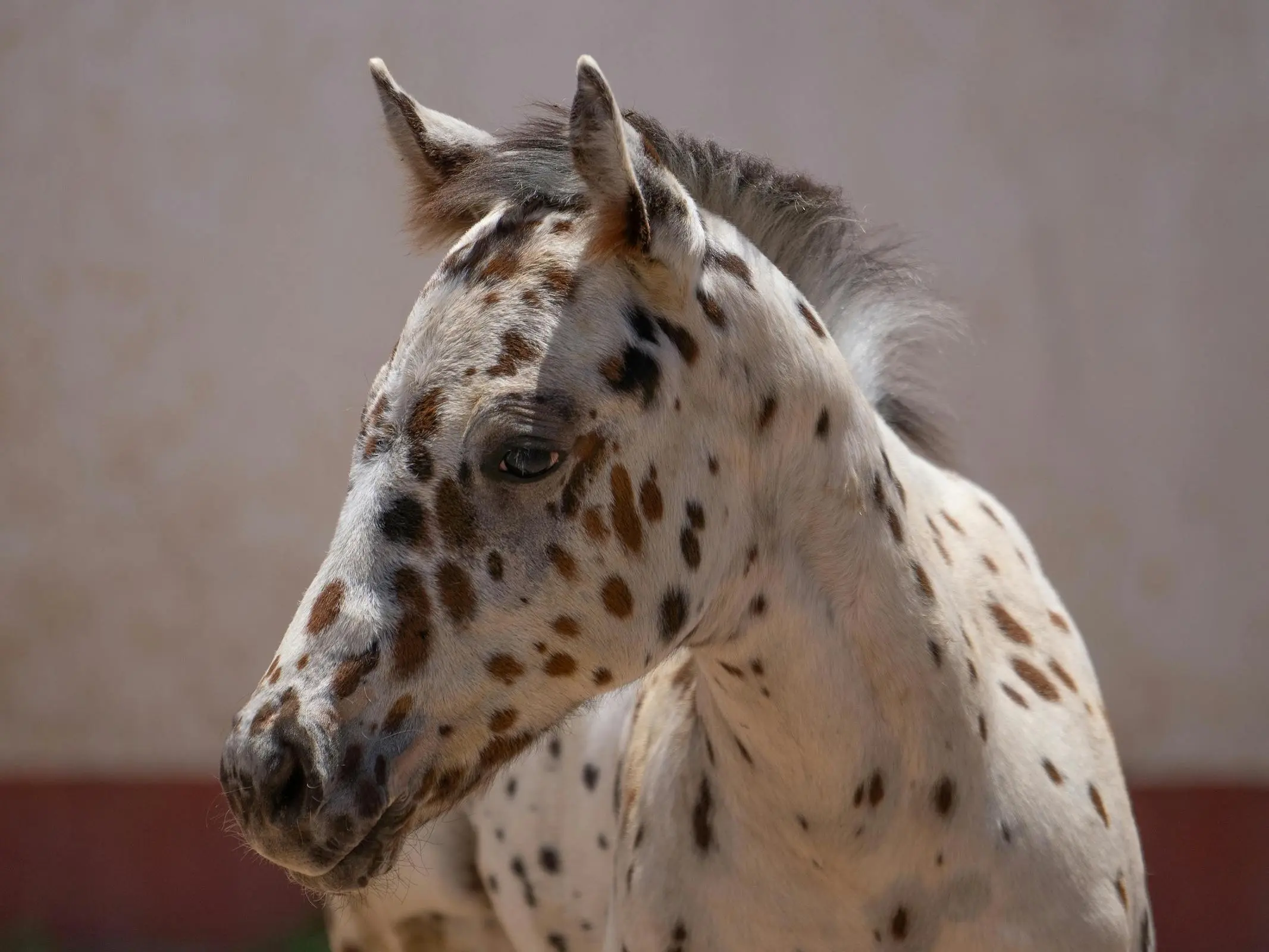 Appaloosa horse with white sclera