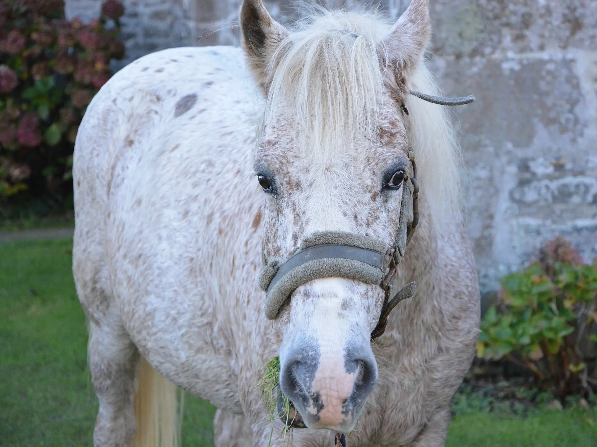 Appaloosa horse with white sclera