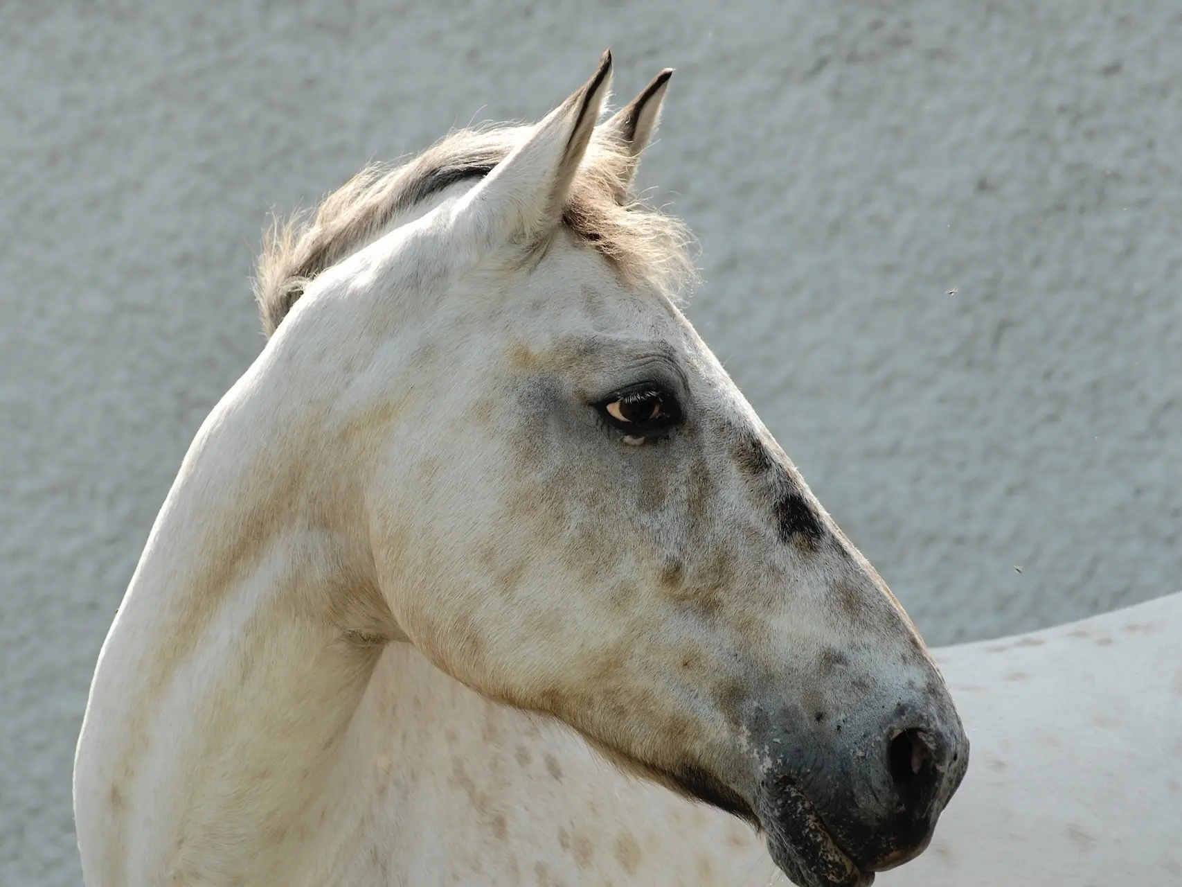 Appaloosa horse with white sclera