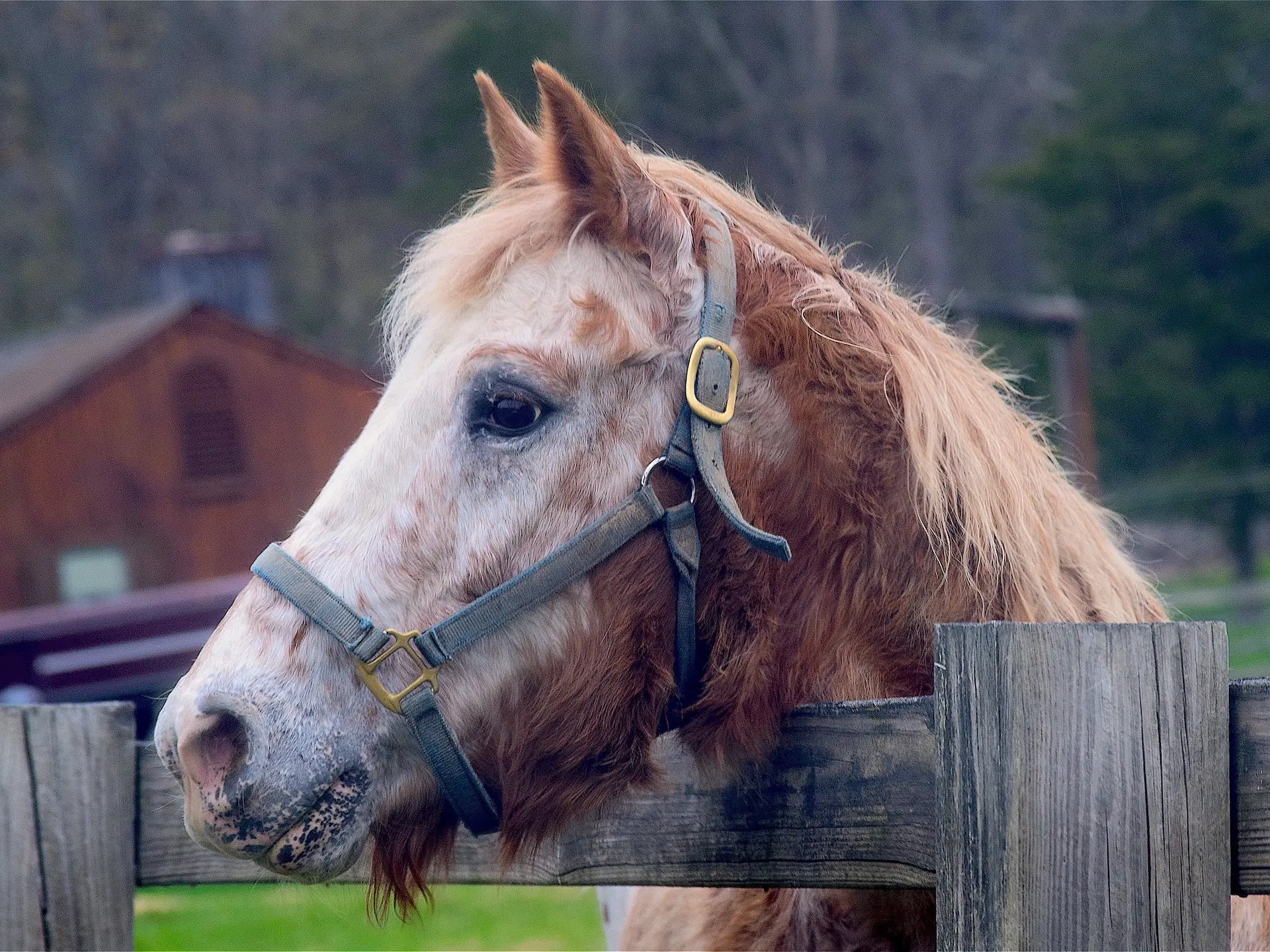 Appaloosa horse with white sclera