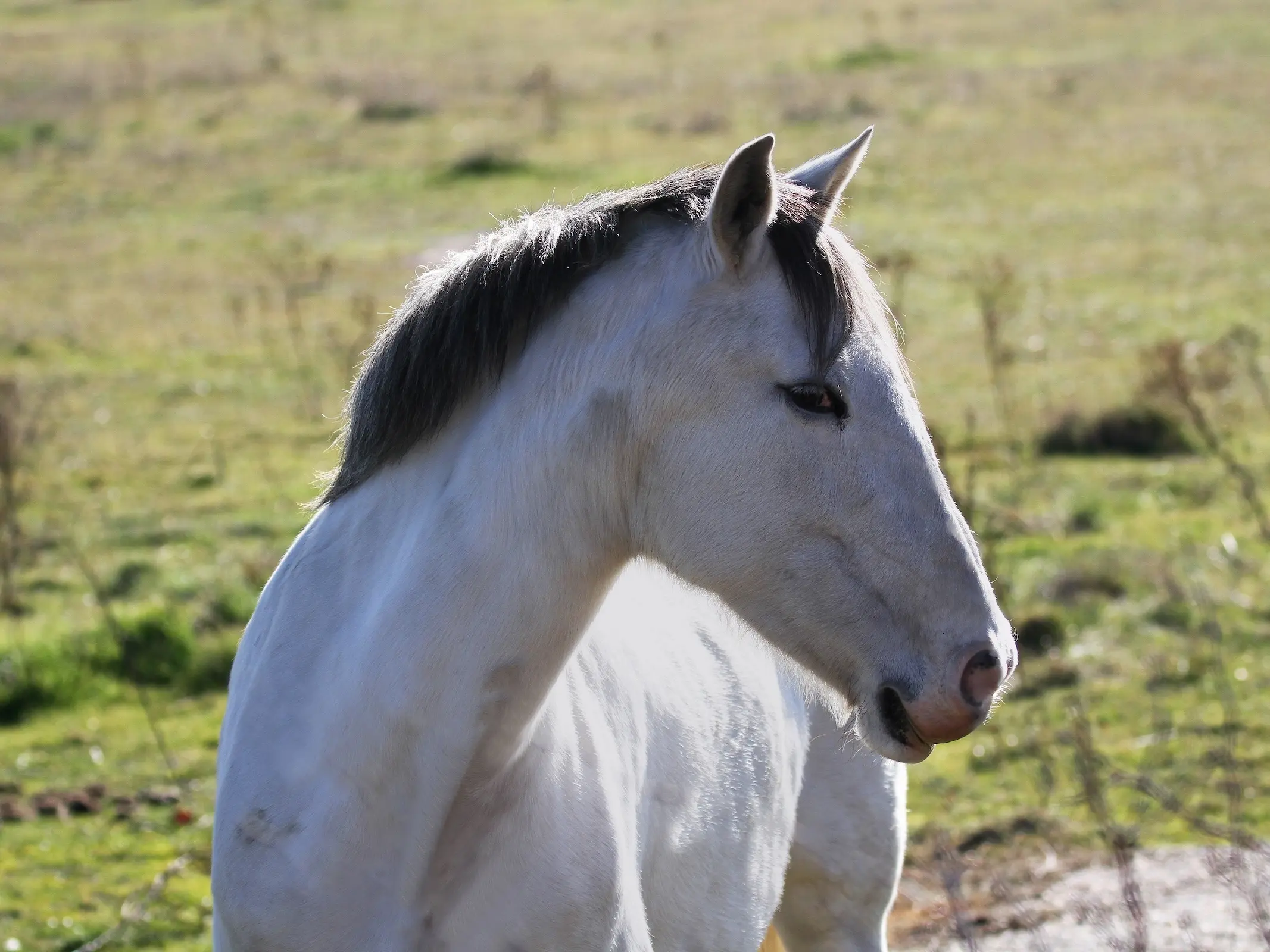 Appaloosa horse with white sclera