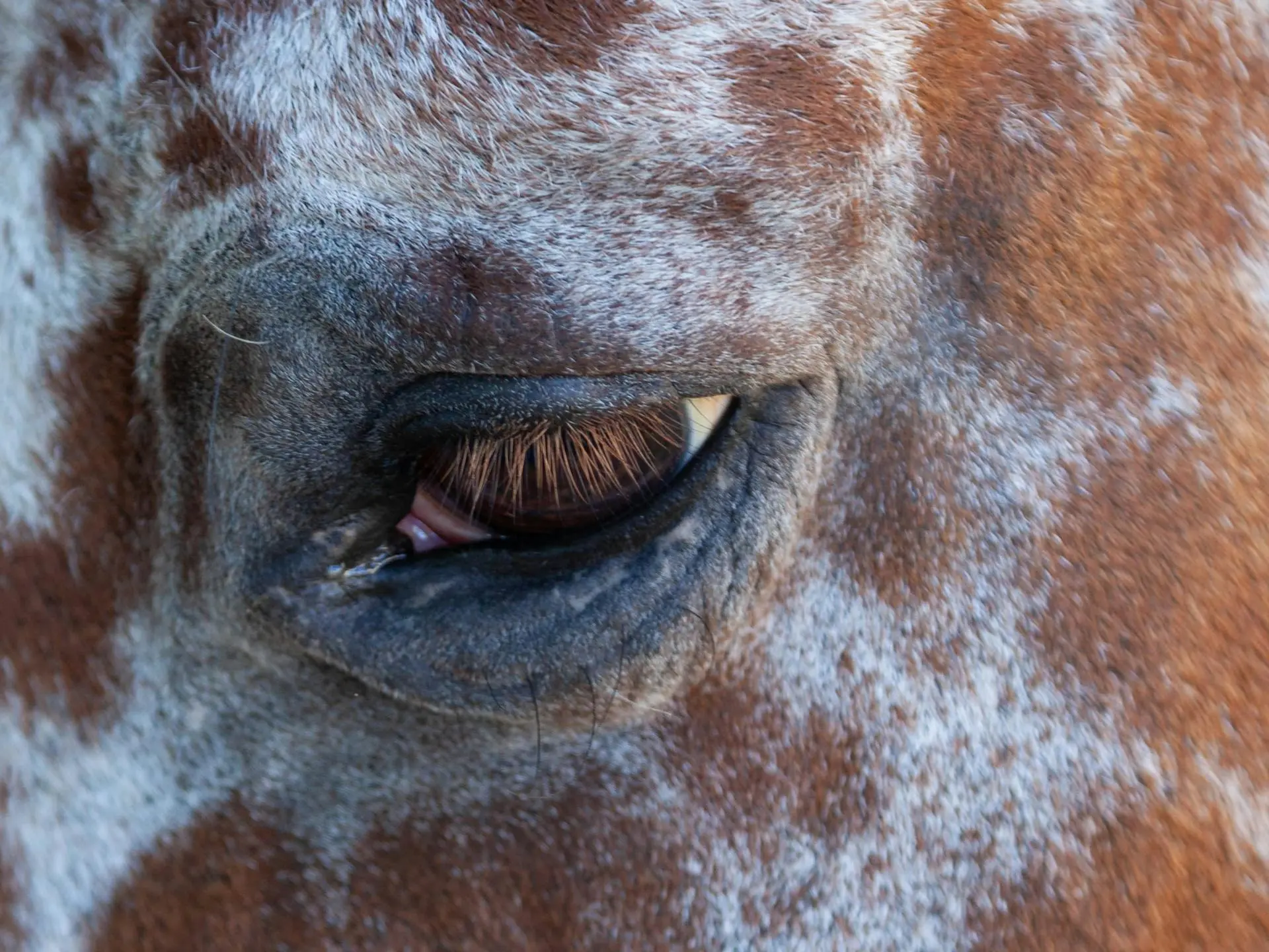 Horse with white sclera