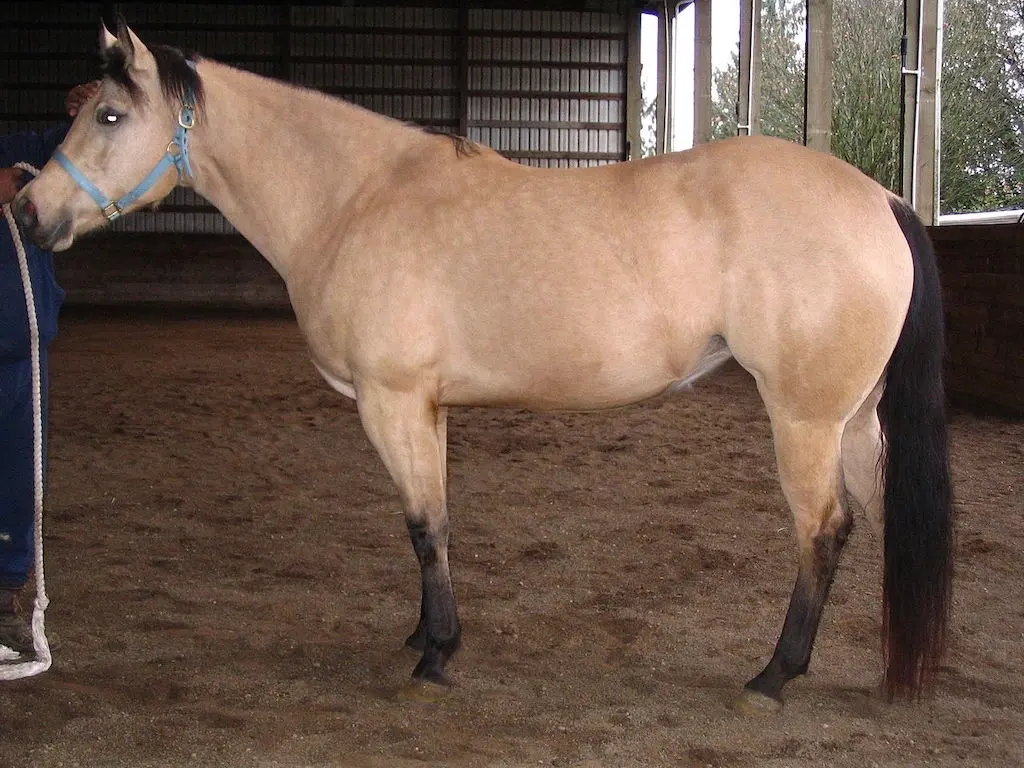 Appendix Quarter Horse