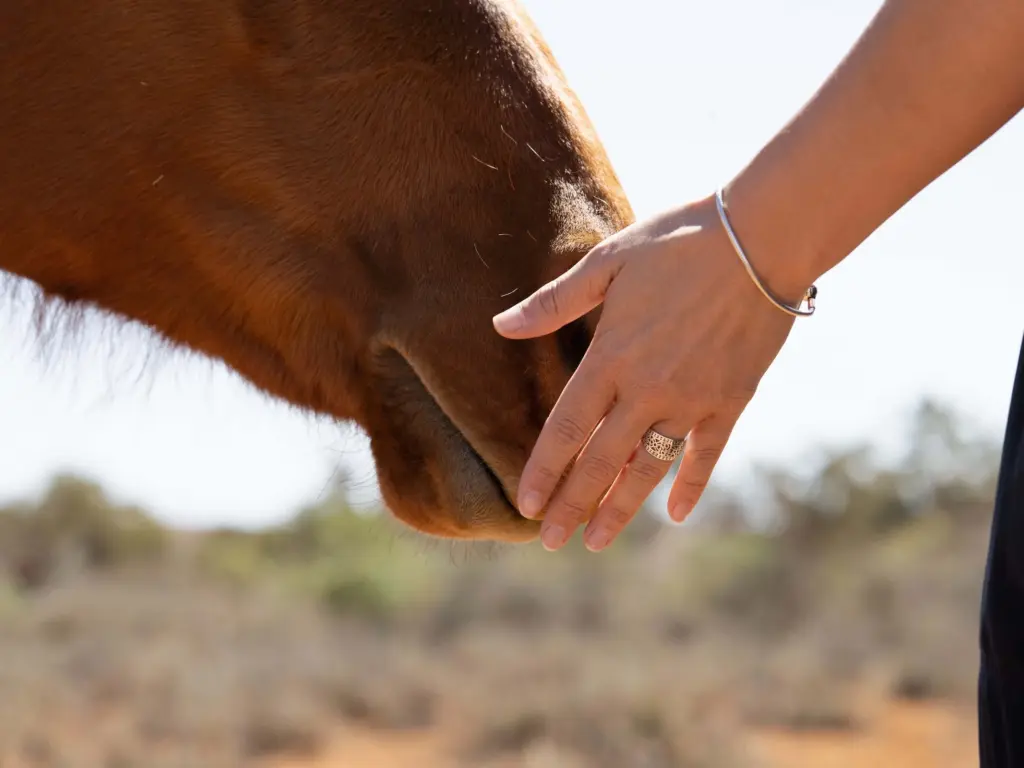 Woman's hand touching a horse's nose