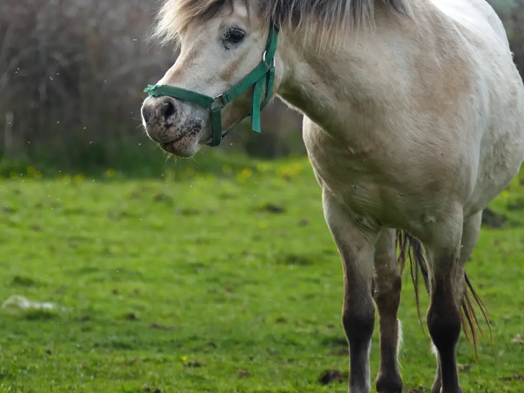 Horse with Leopard bronzing