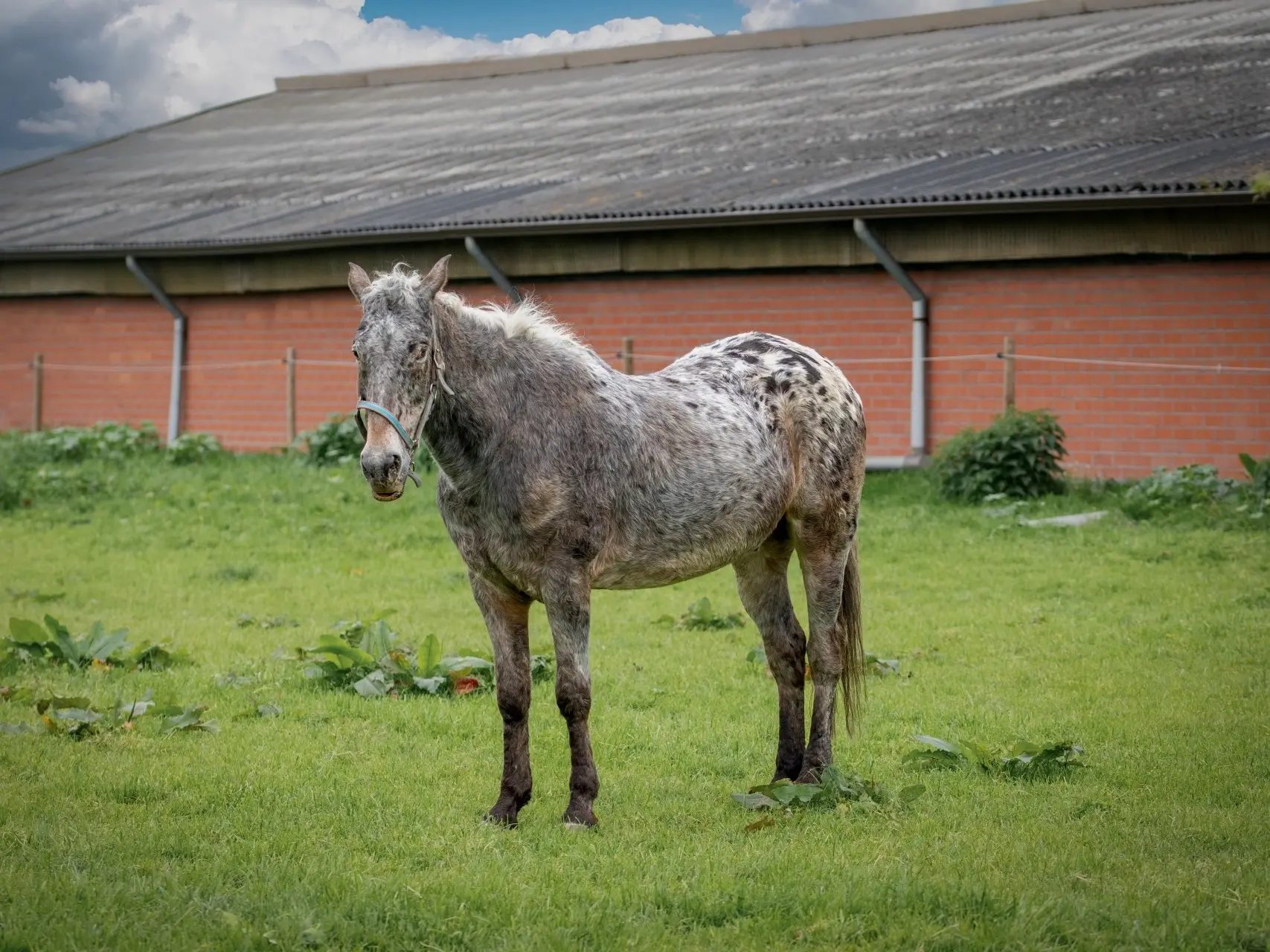 Horse with Leopard Complex bronzing