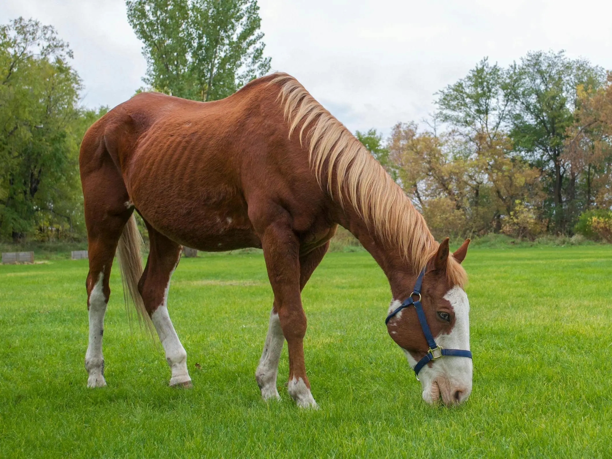 Apron faced horse