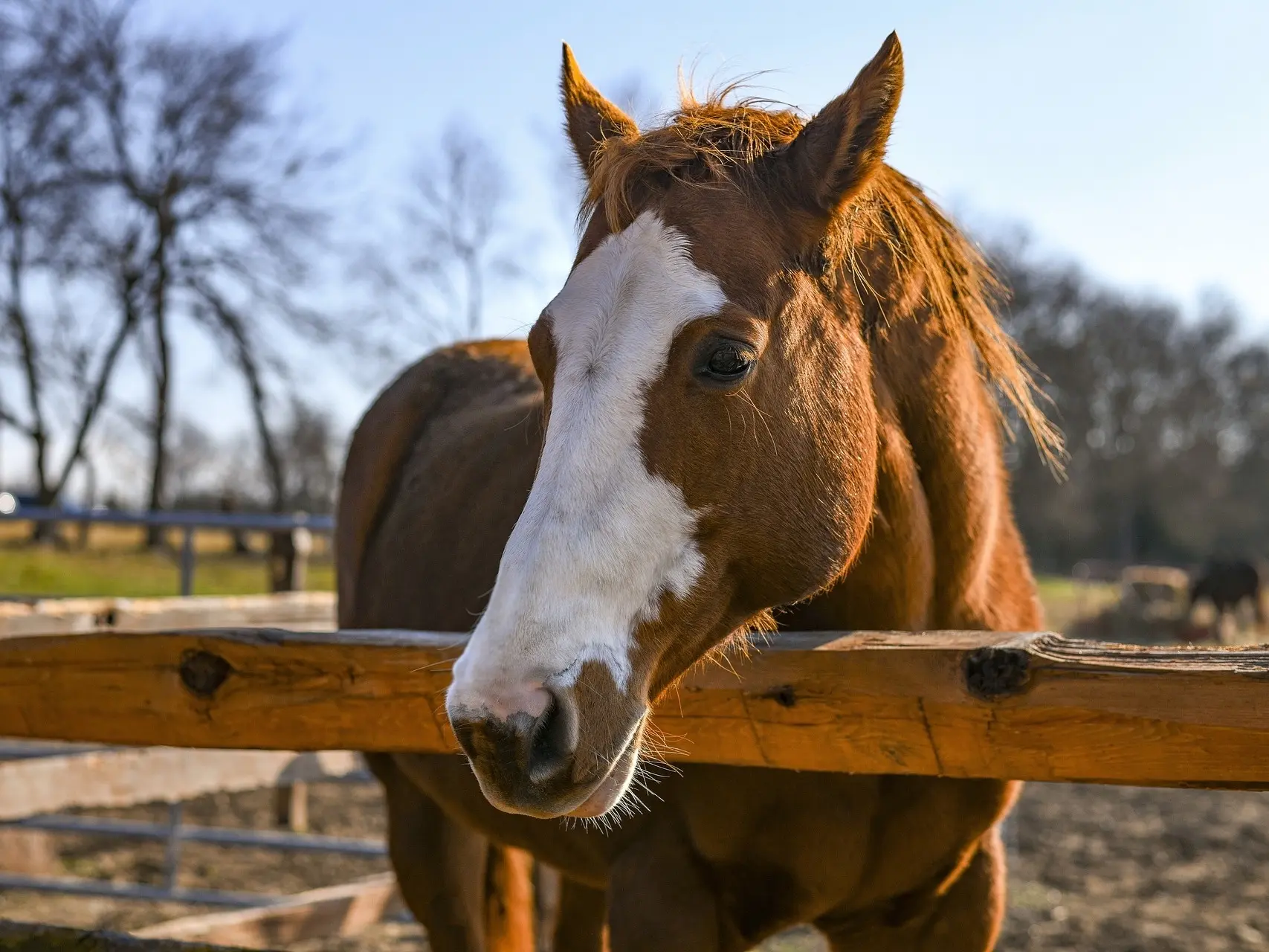 Apron faced horse