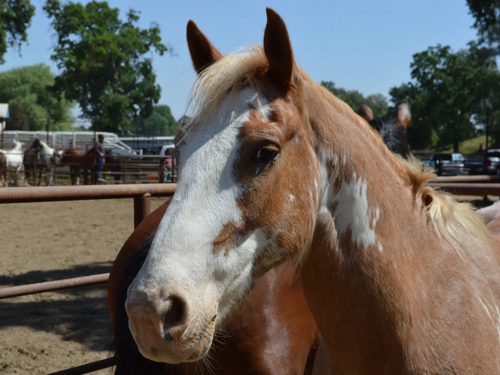 Apron faced horse