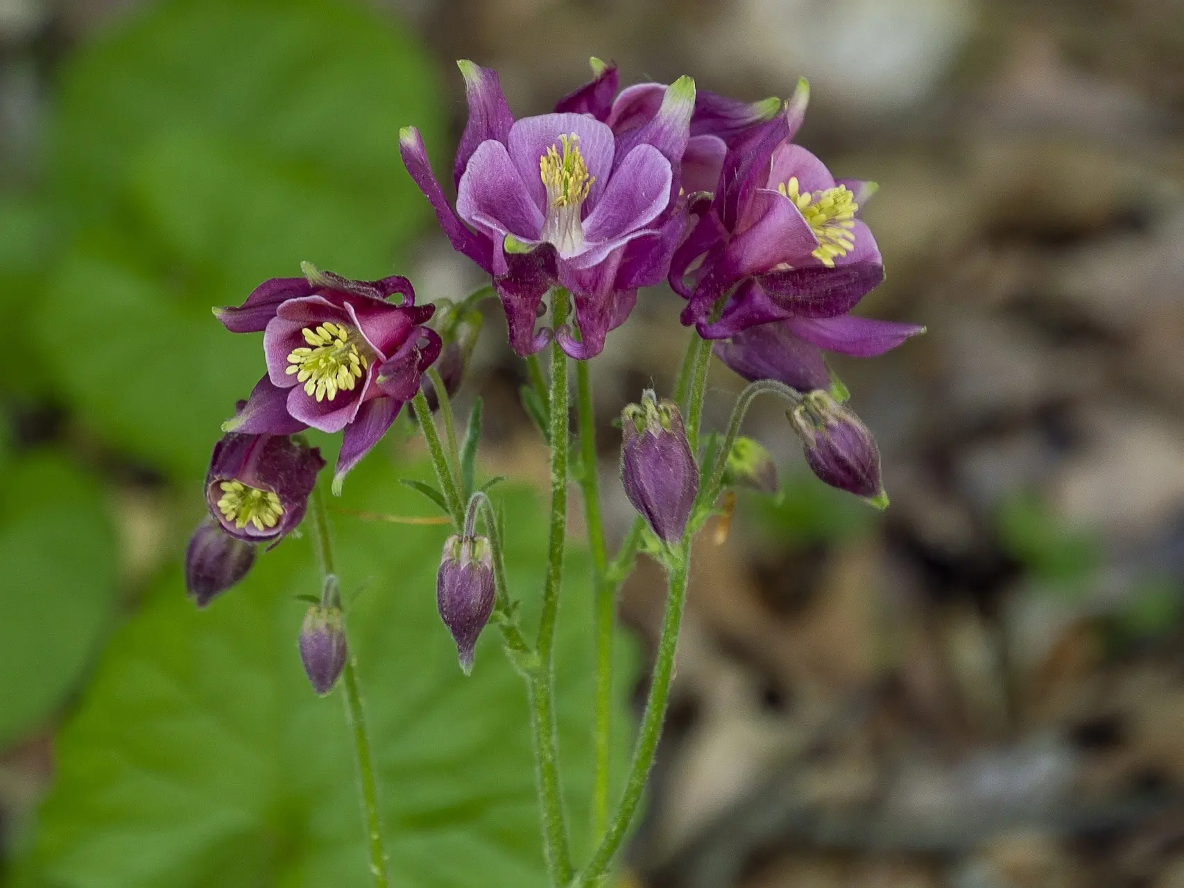 Granny's Bonnet