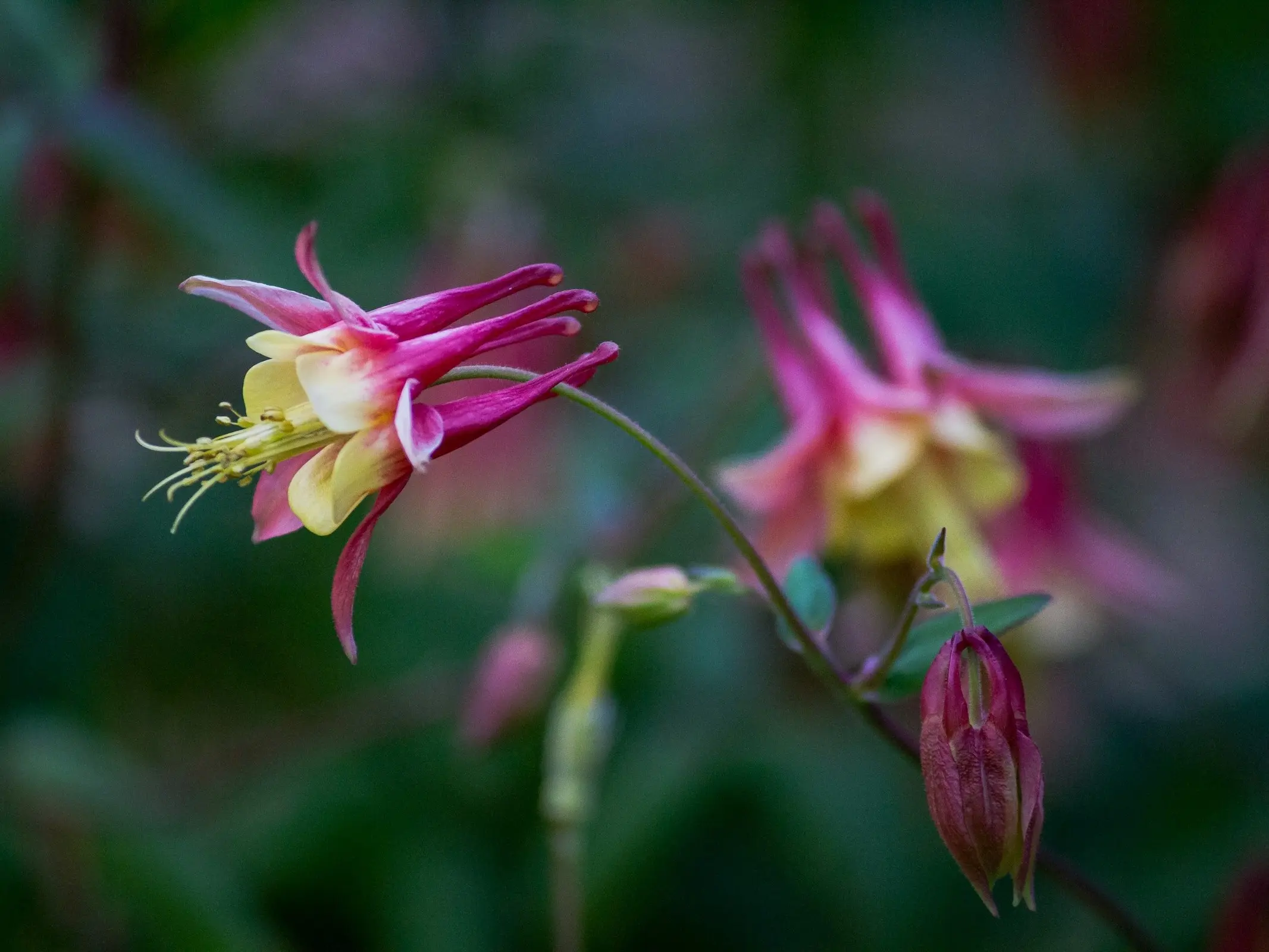 Columbine