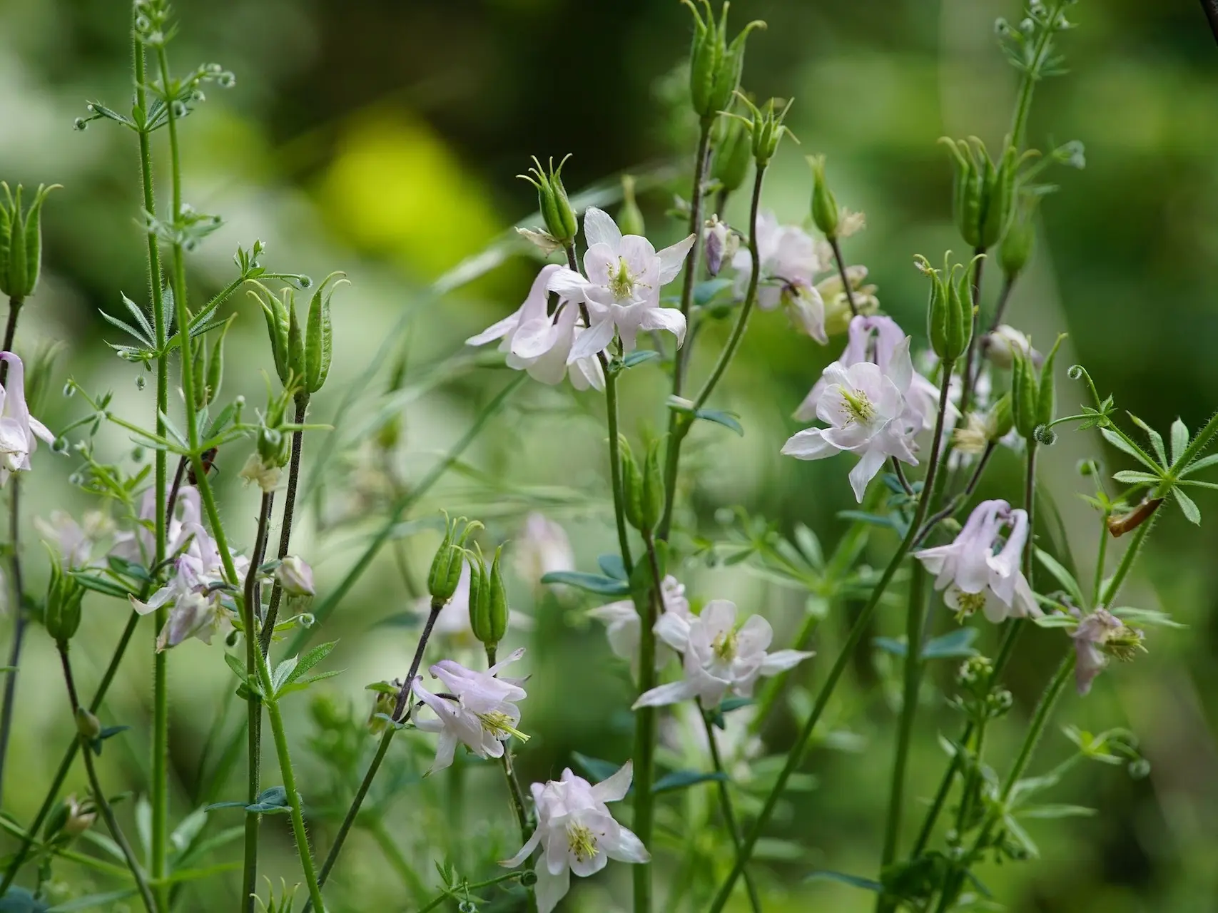 Columbine