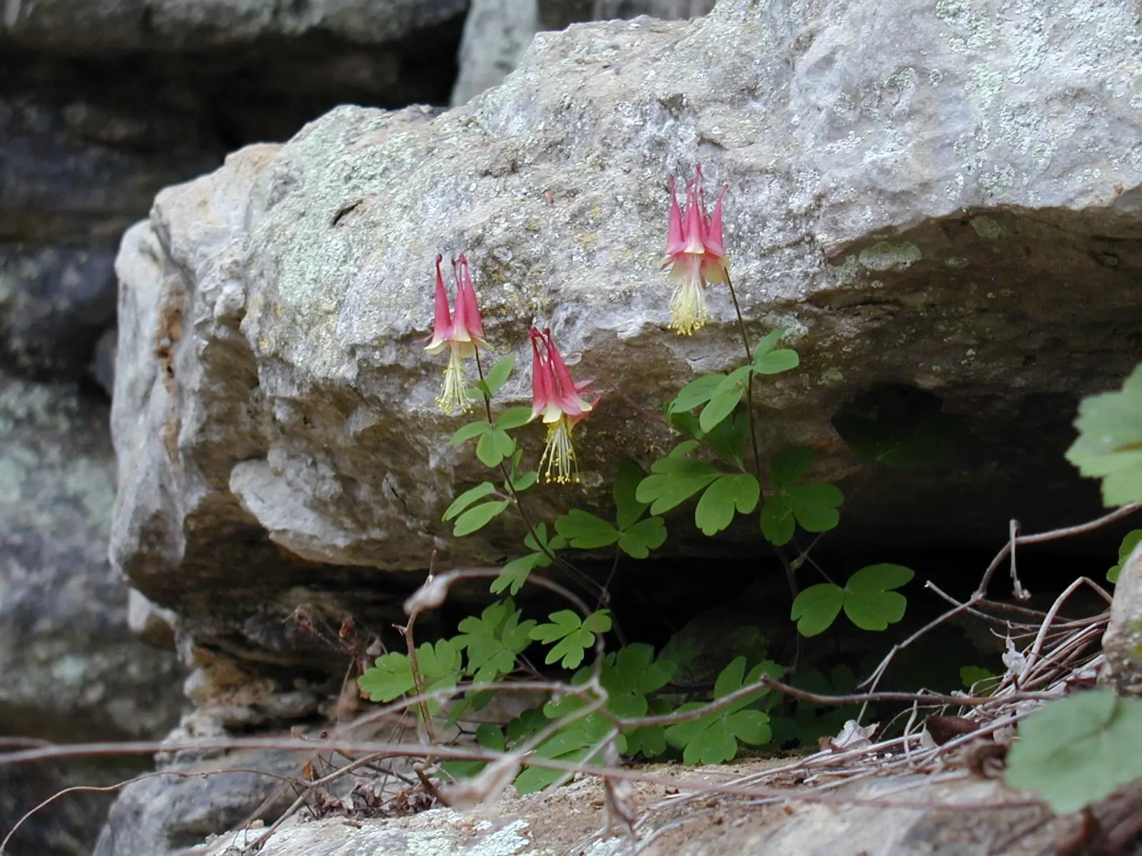 Columbine