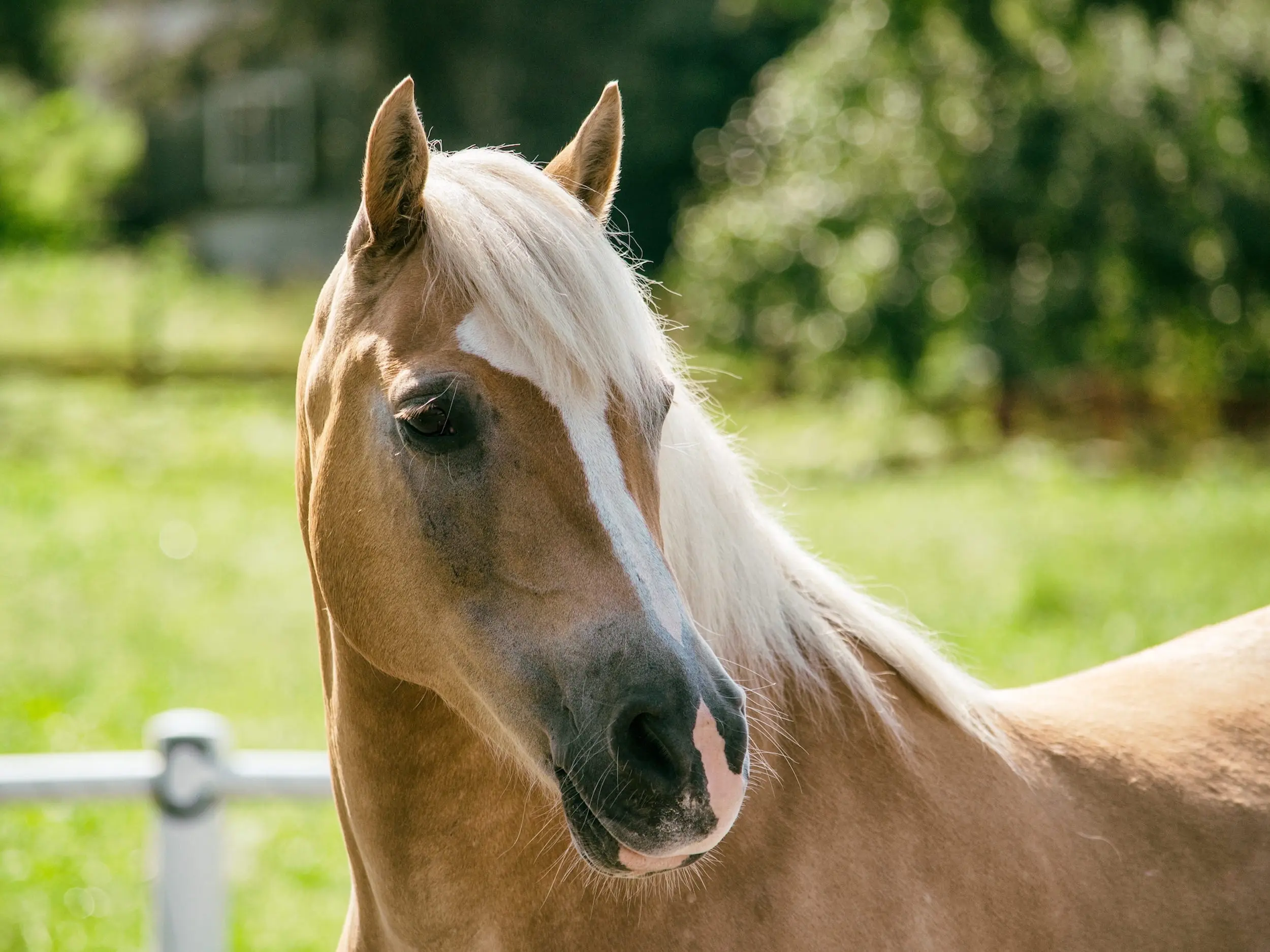 Arabian-Haflinger