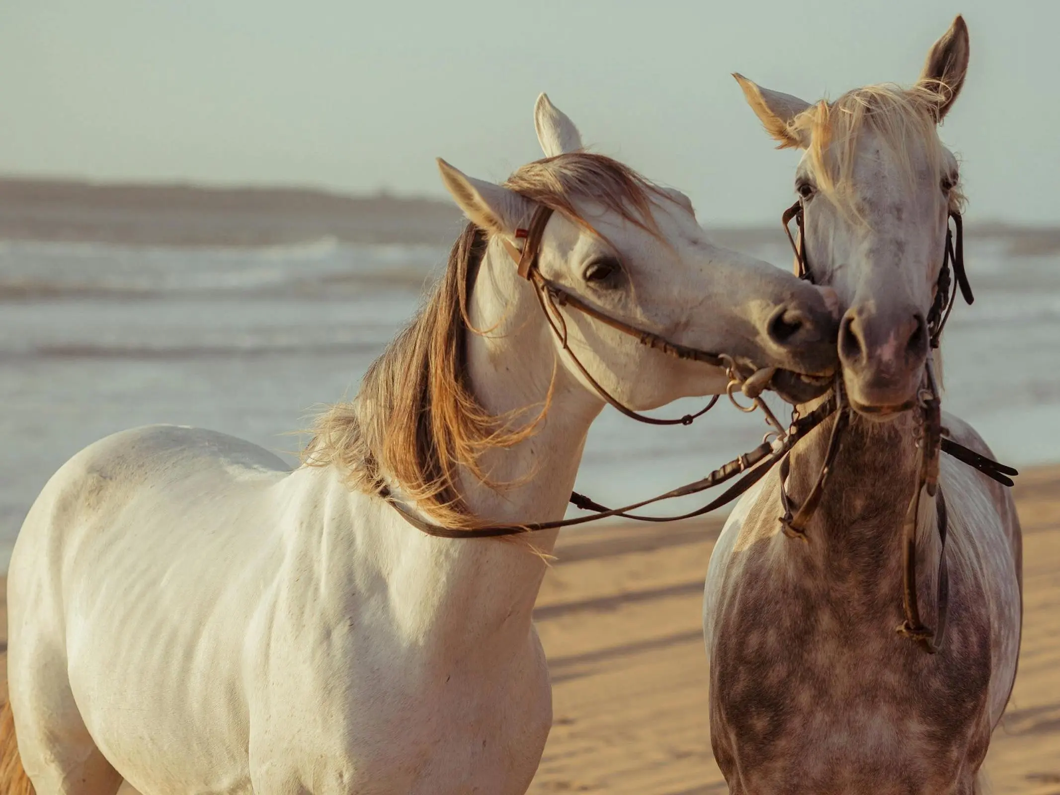 Arabian Berber Horse