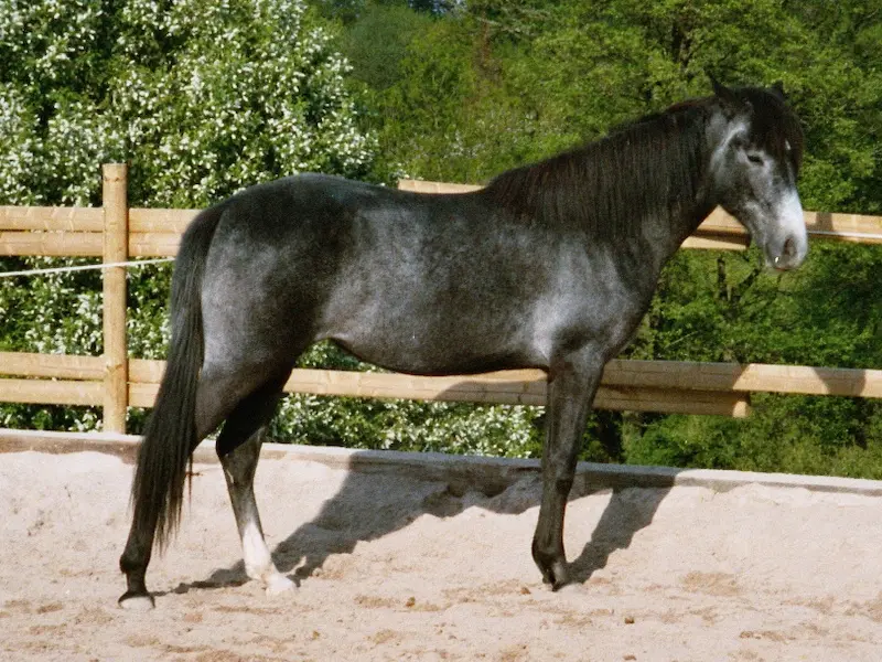 Arabian Berber Horse