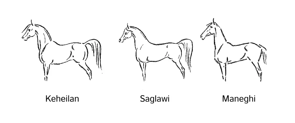 Arabian strain body types