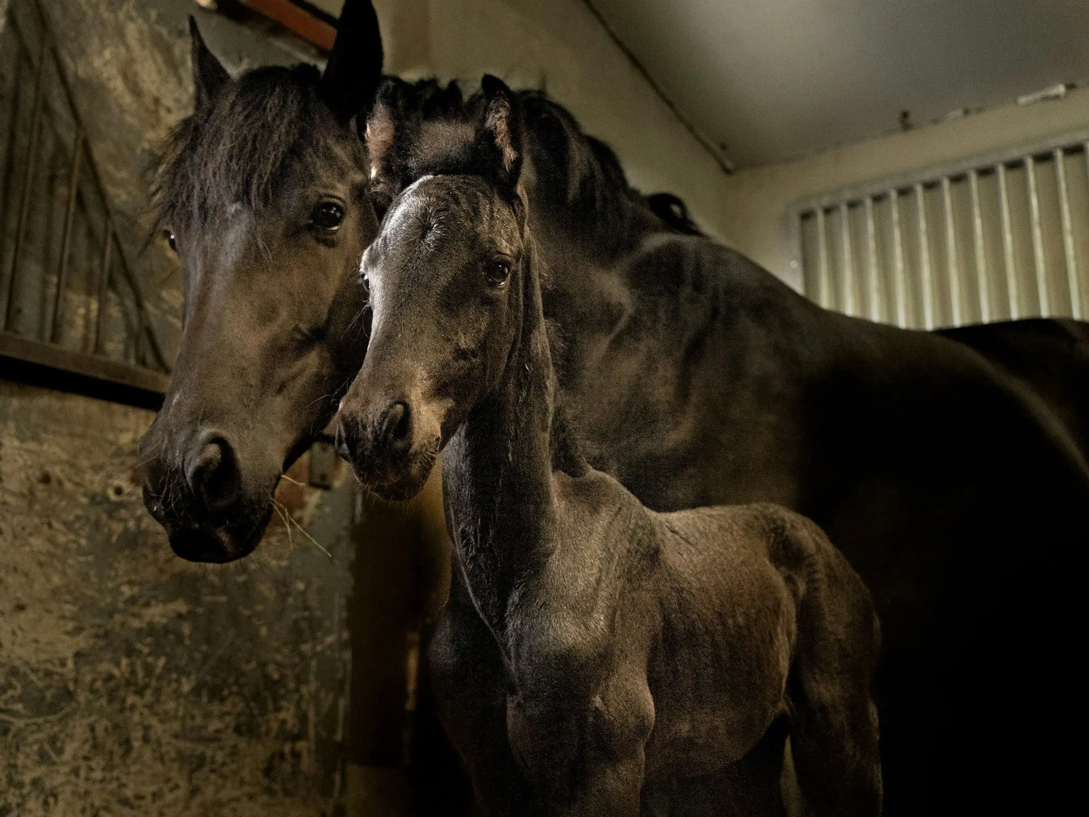 Arabo-Friesian Horse