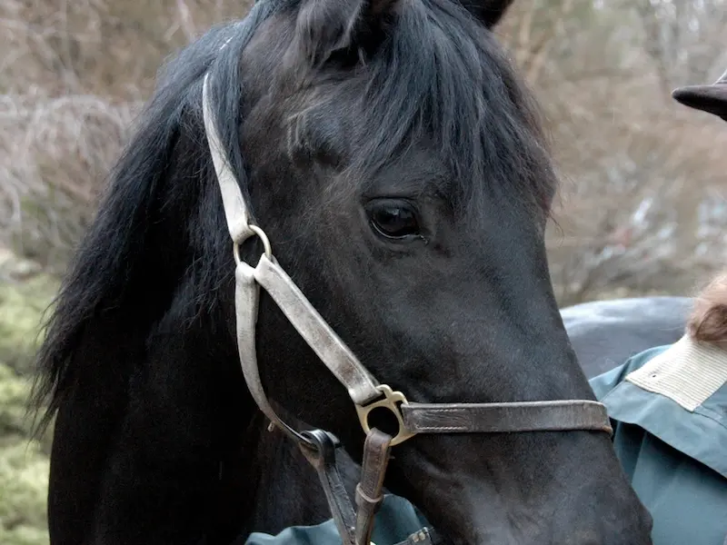 Arabo-Friesian Horse