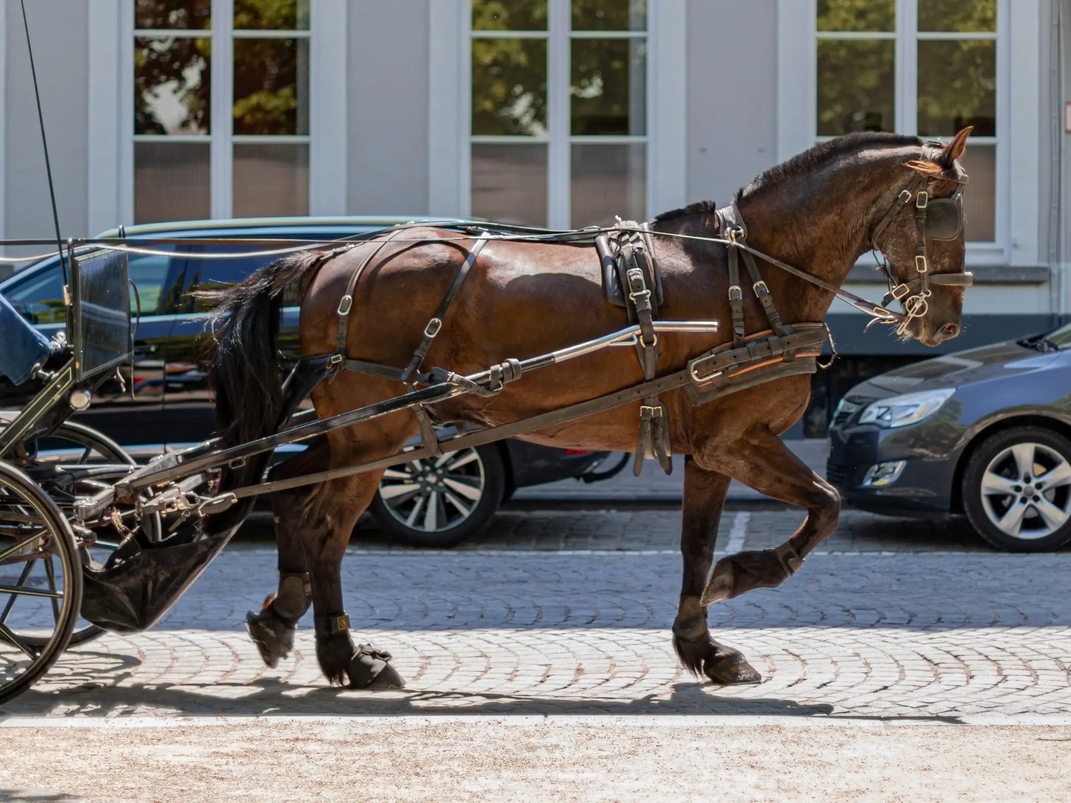 Aratel Horse