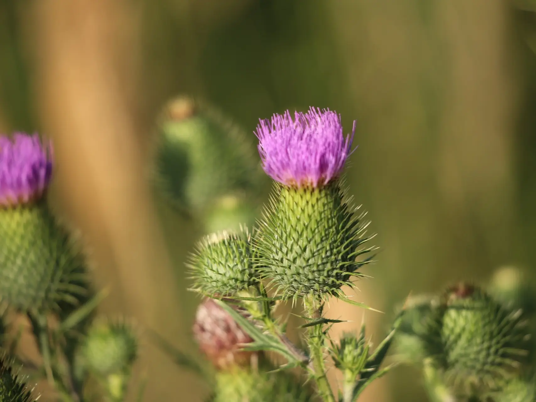 Burdock