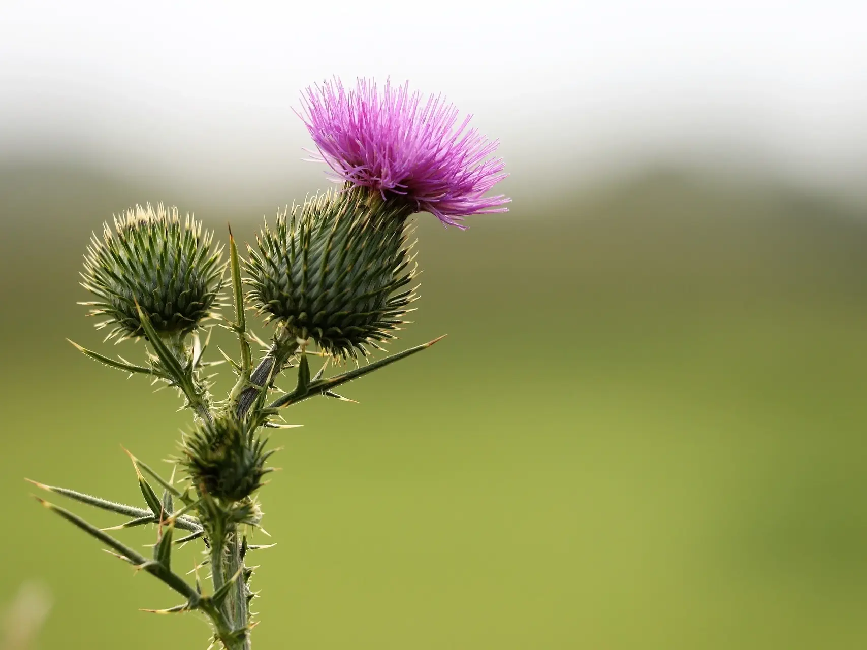 Burdock