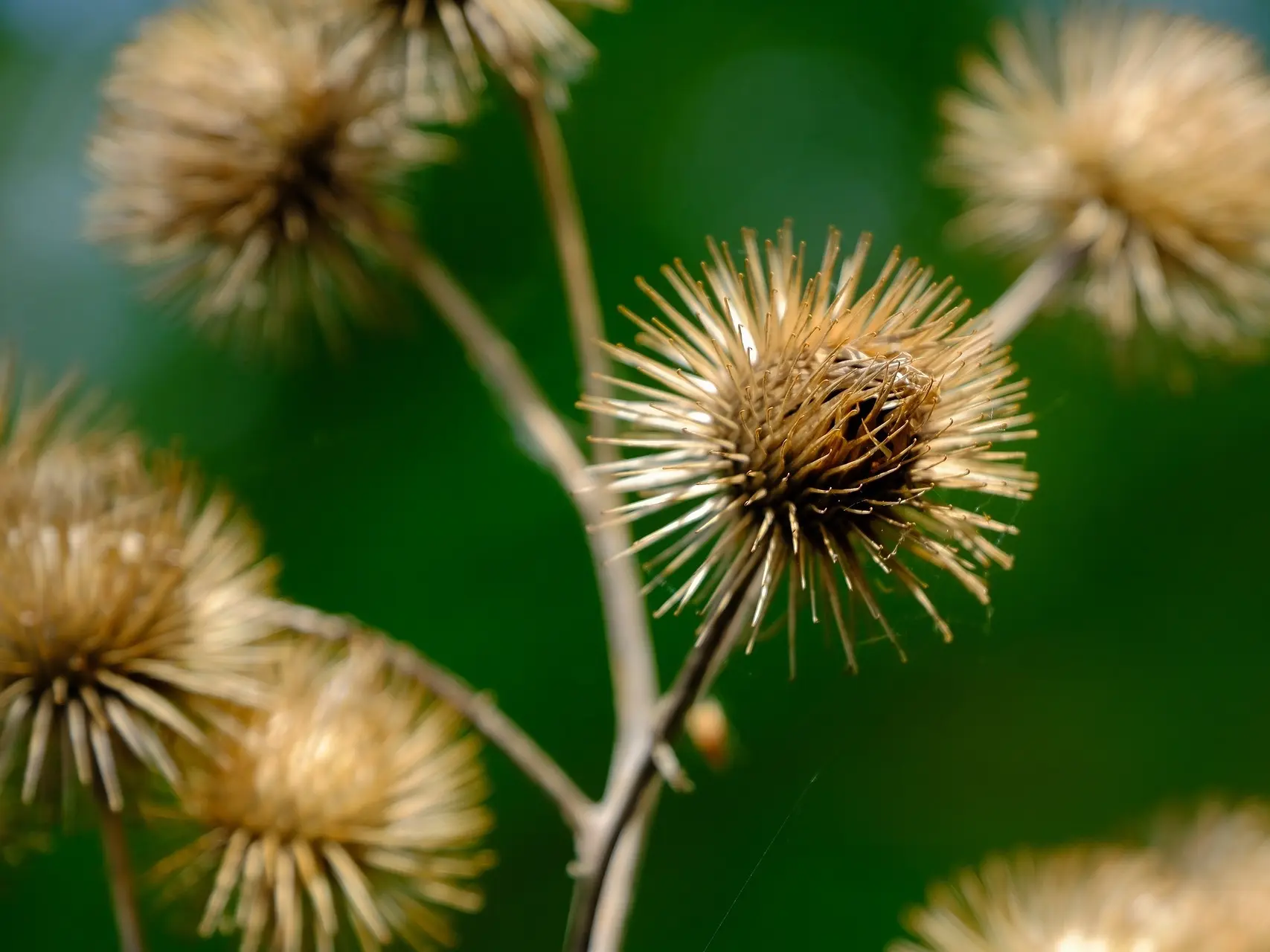 Burdock