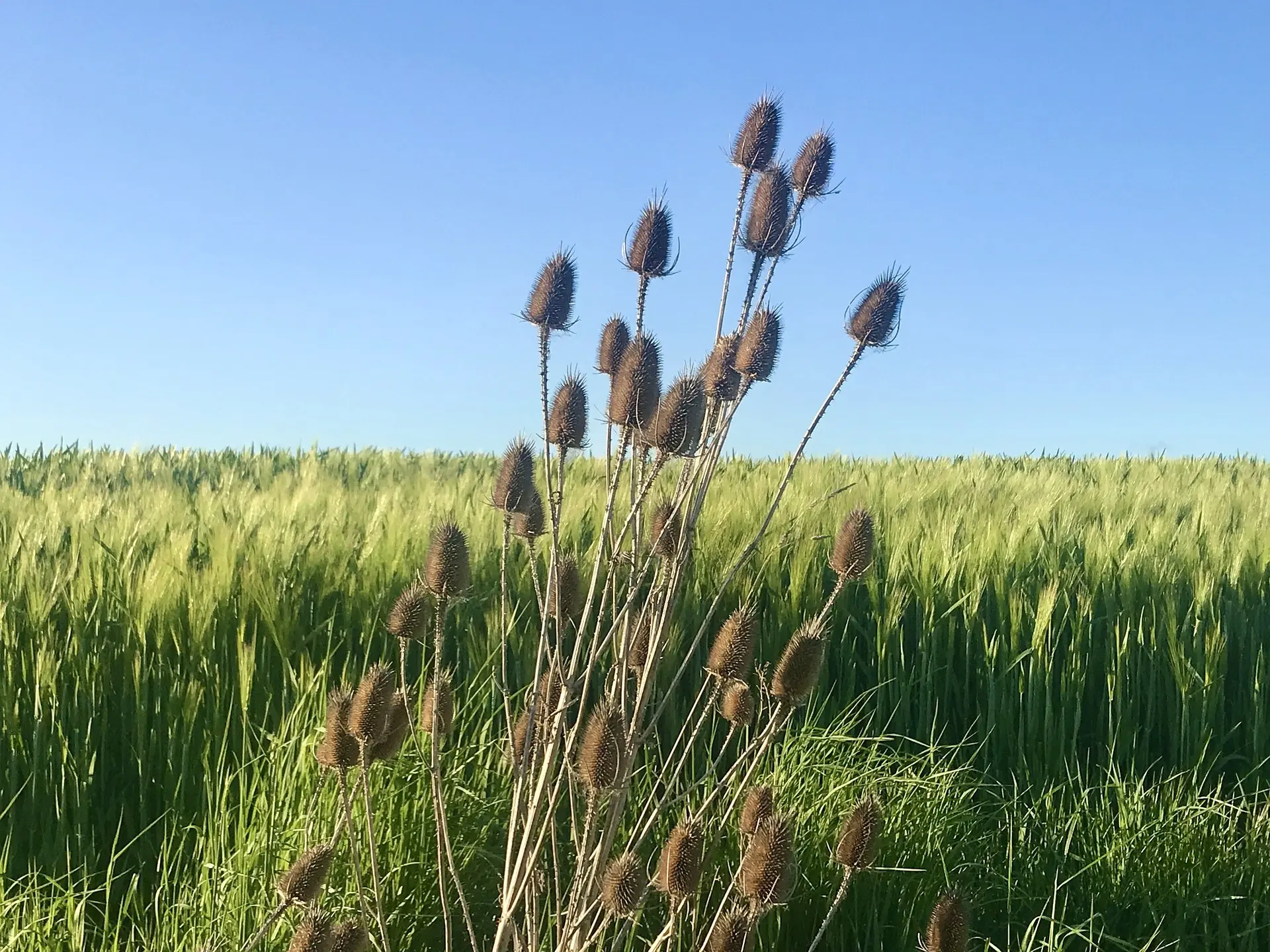 Burdock