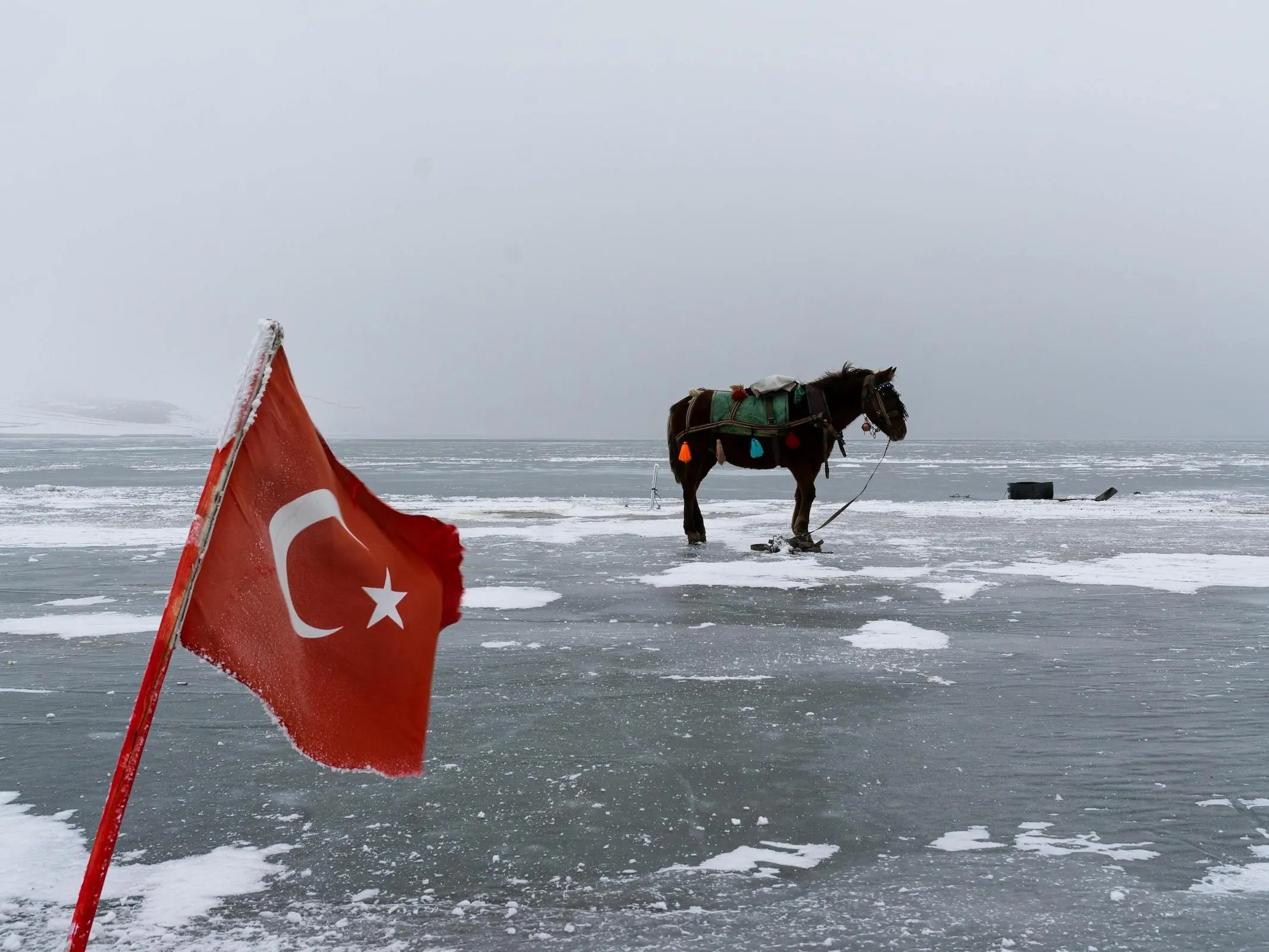 Ardahan Horse