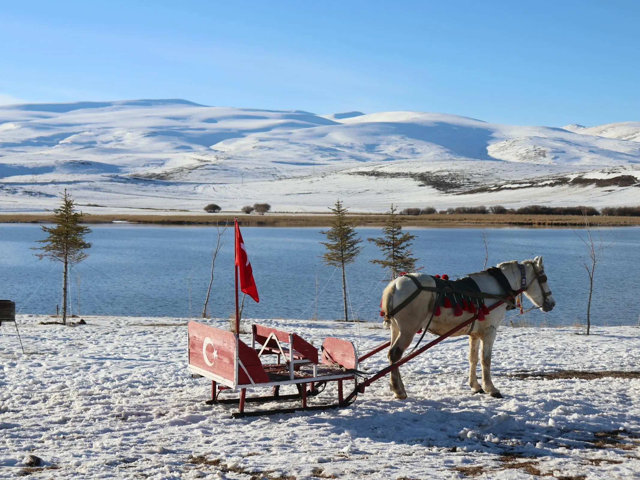 Ardahan Horse