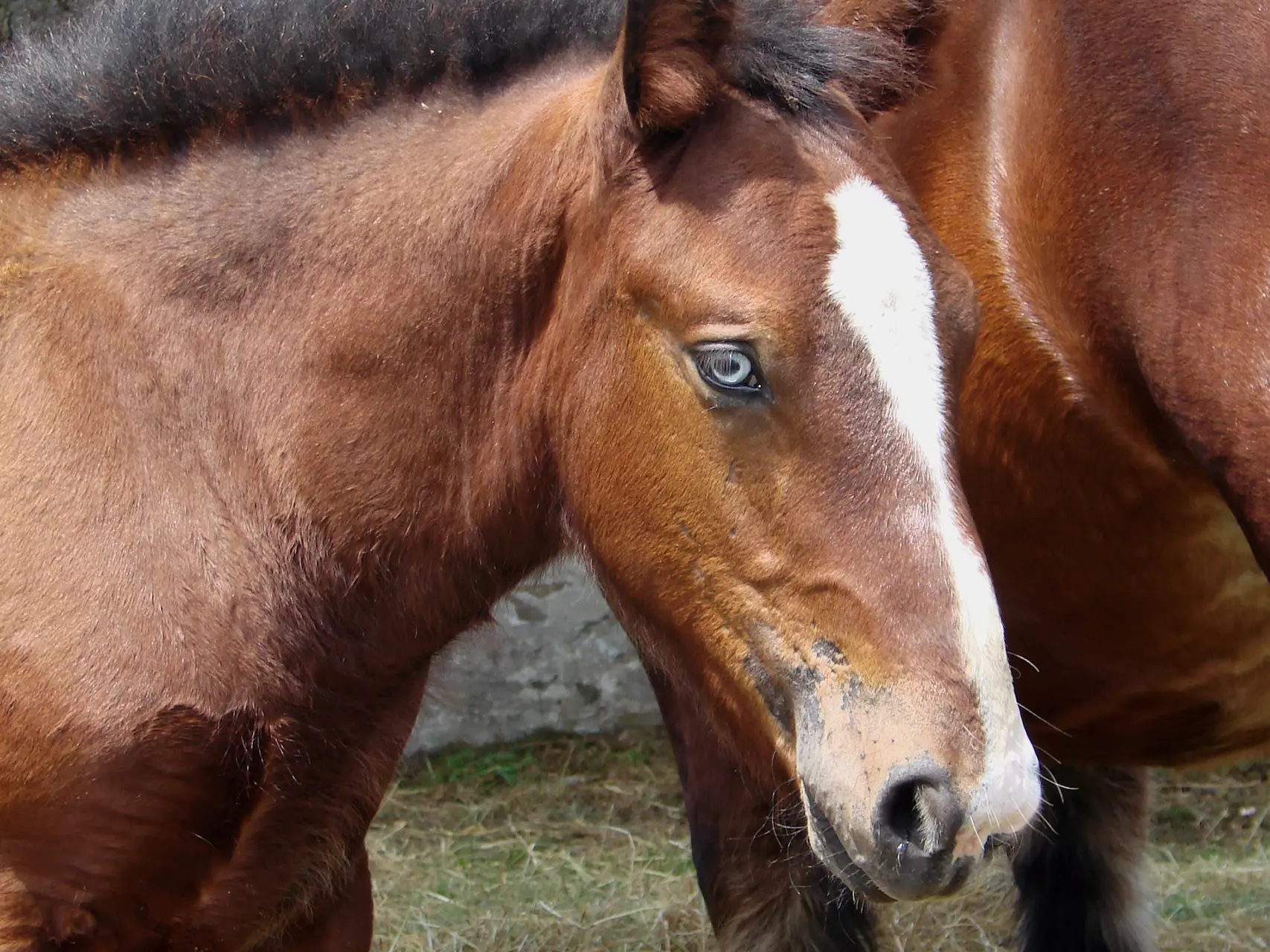 Ardennes Horse