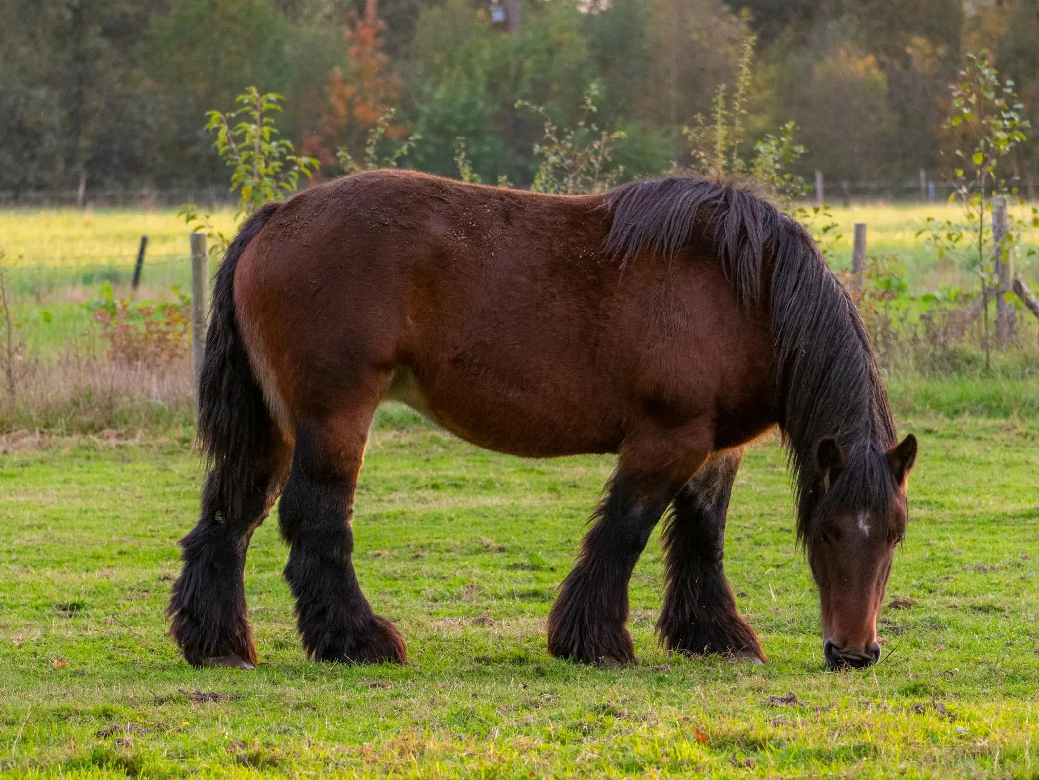 Ardennes Horse
