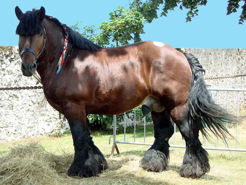 Ardennes horse