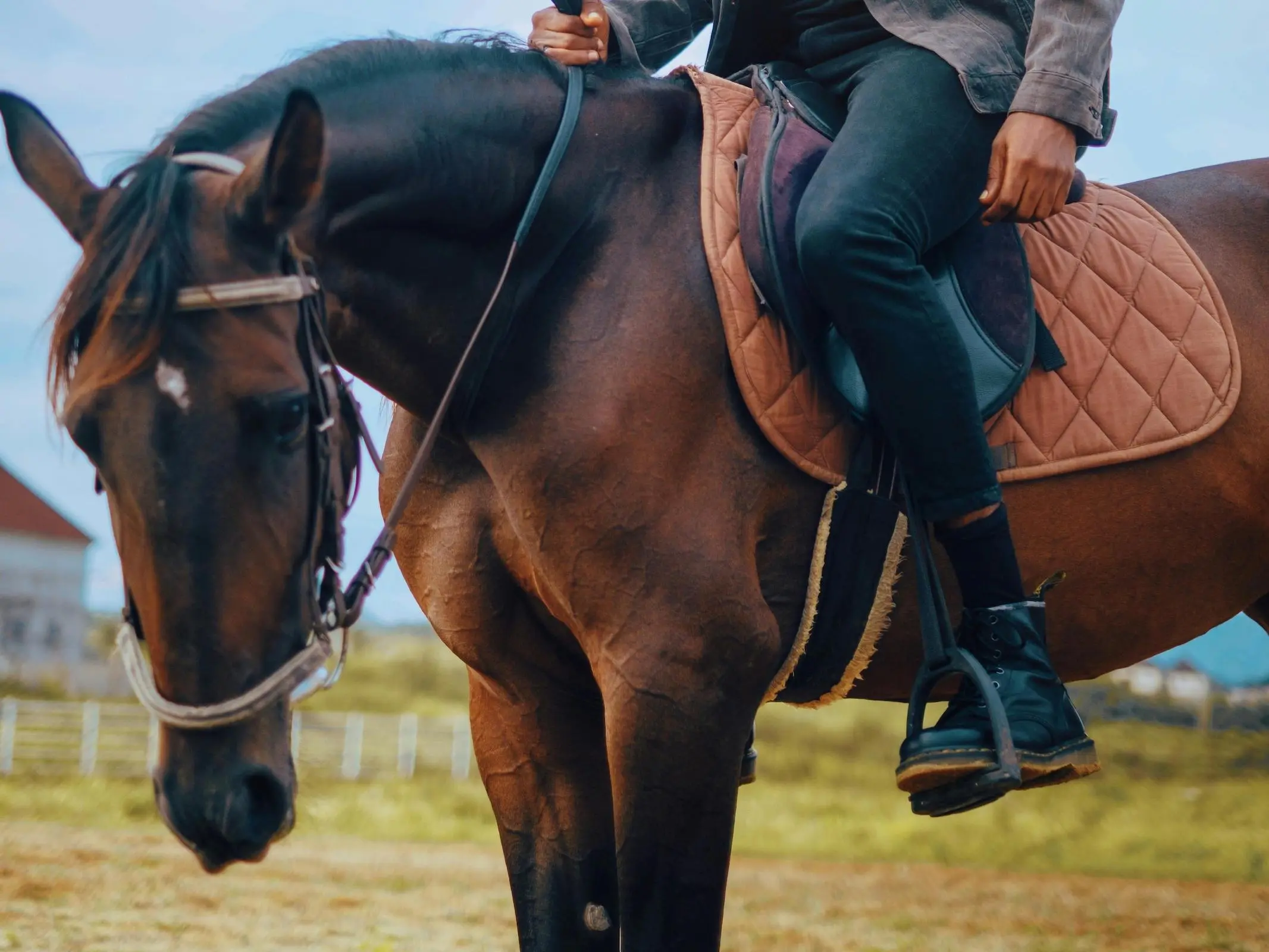 Arewa Horse