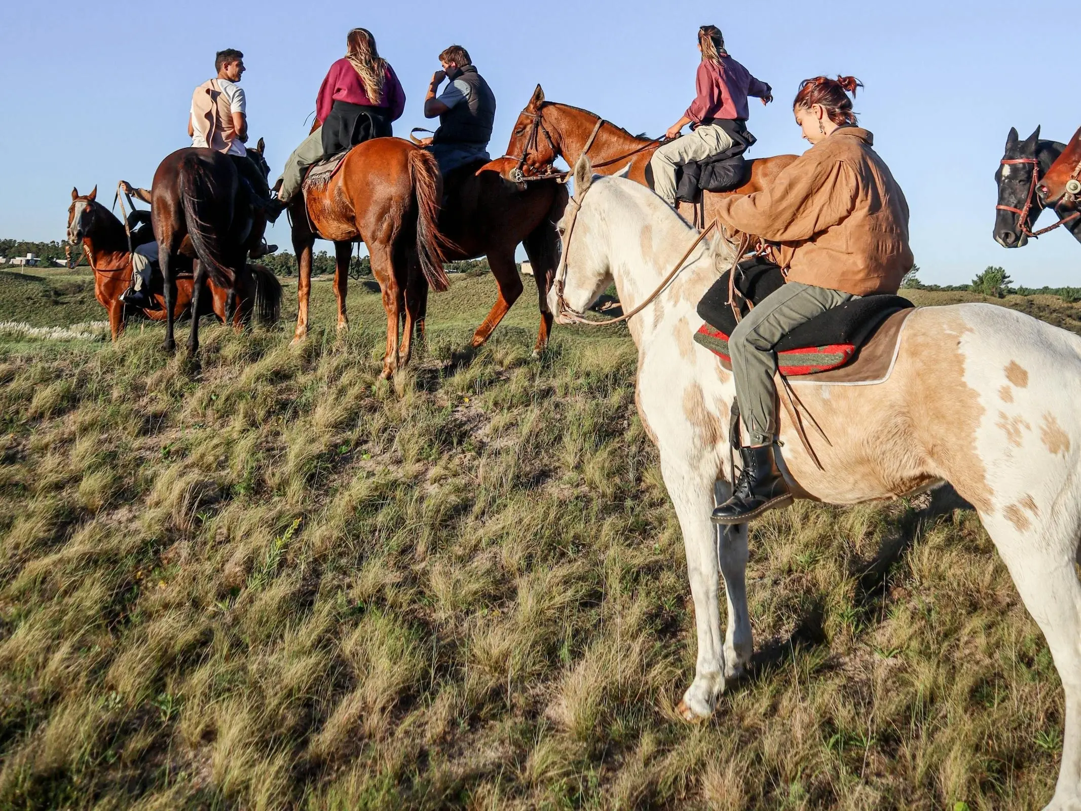 Argentine Anglo Horse