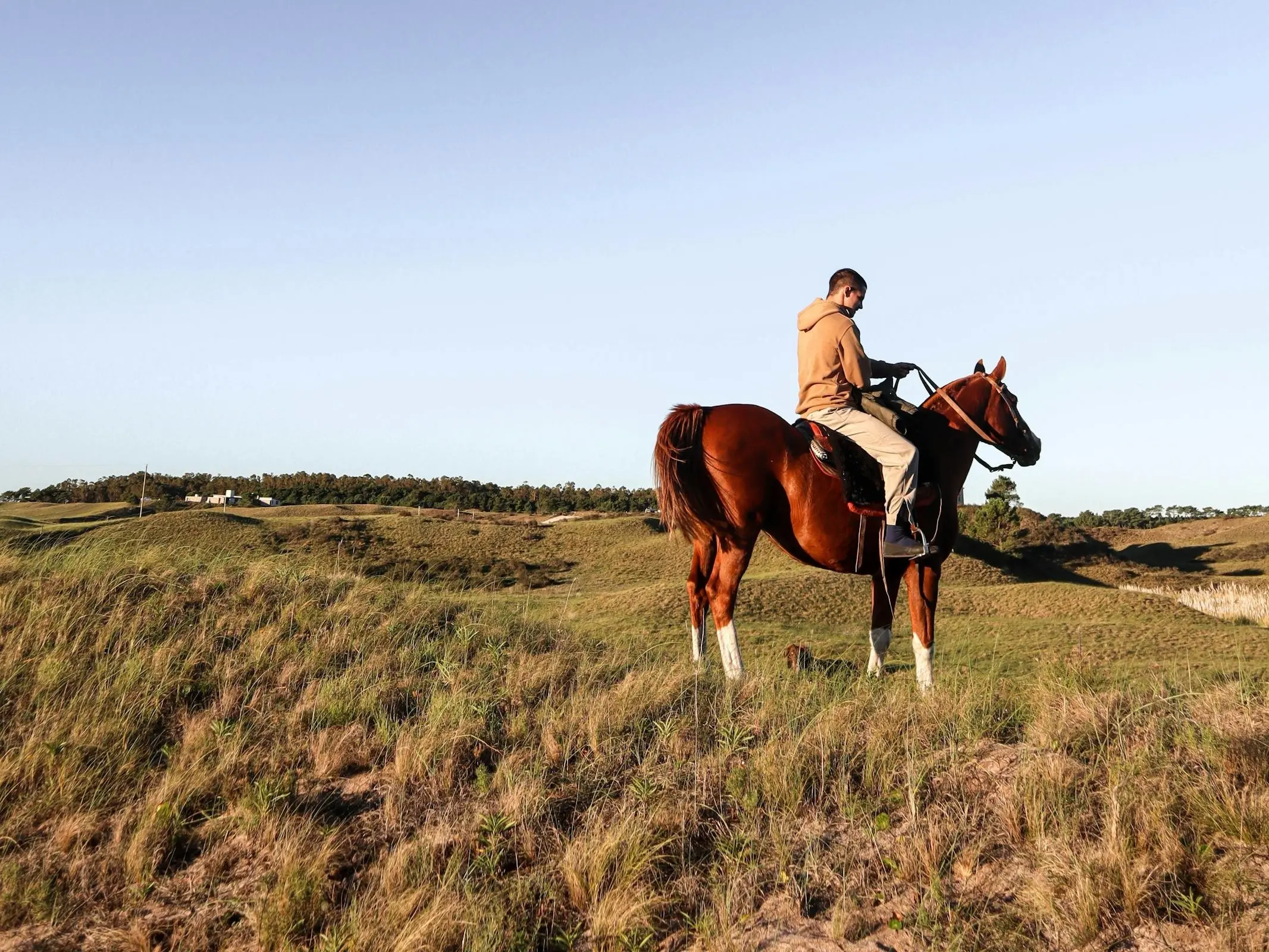 Argentine Anglo Horse