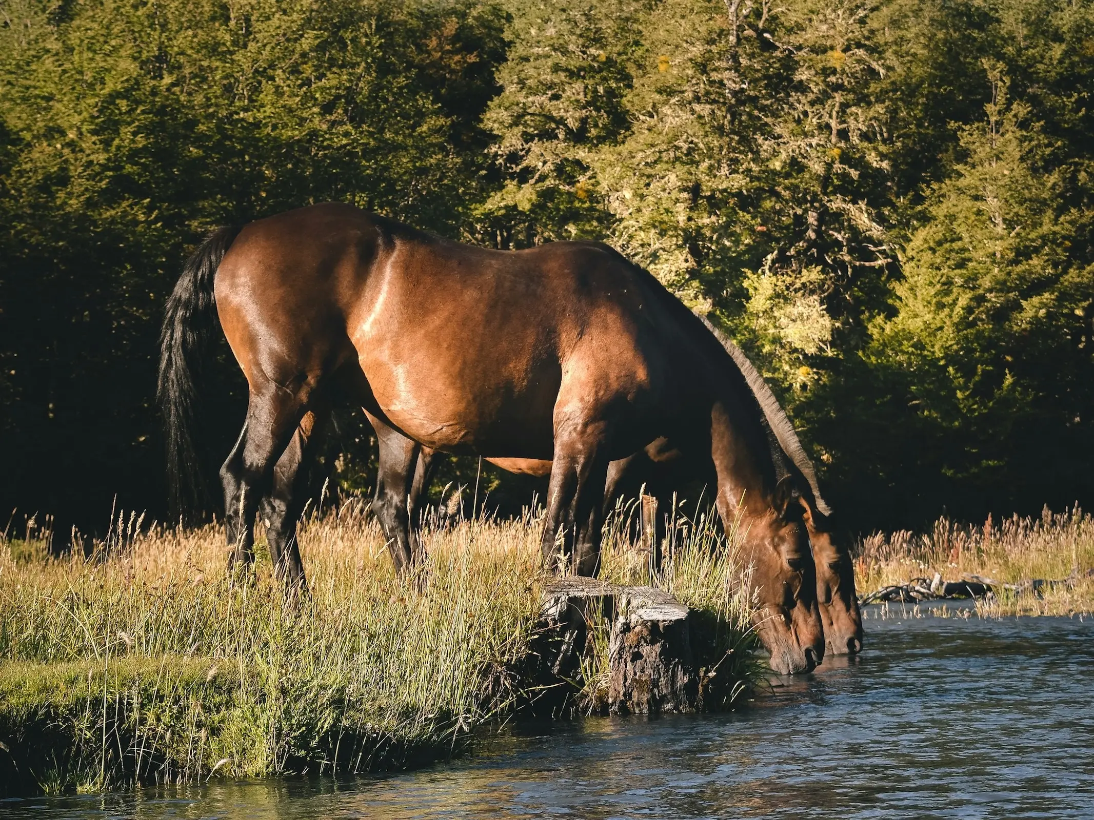 Argentine Criollo Horse