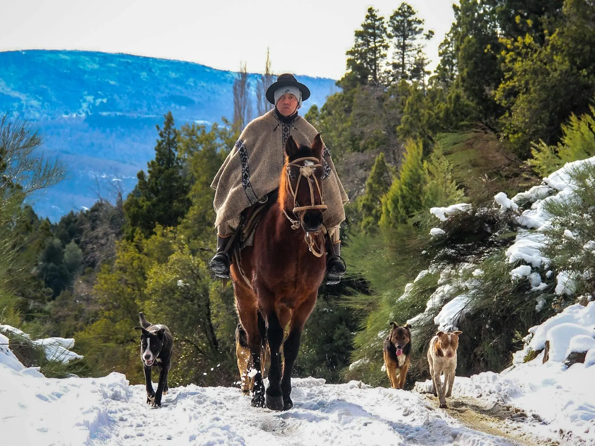 Argentine Criollo Horse