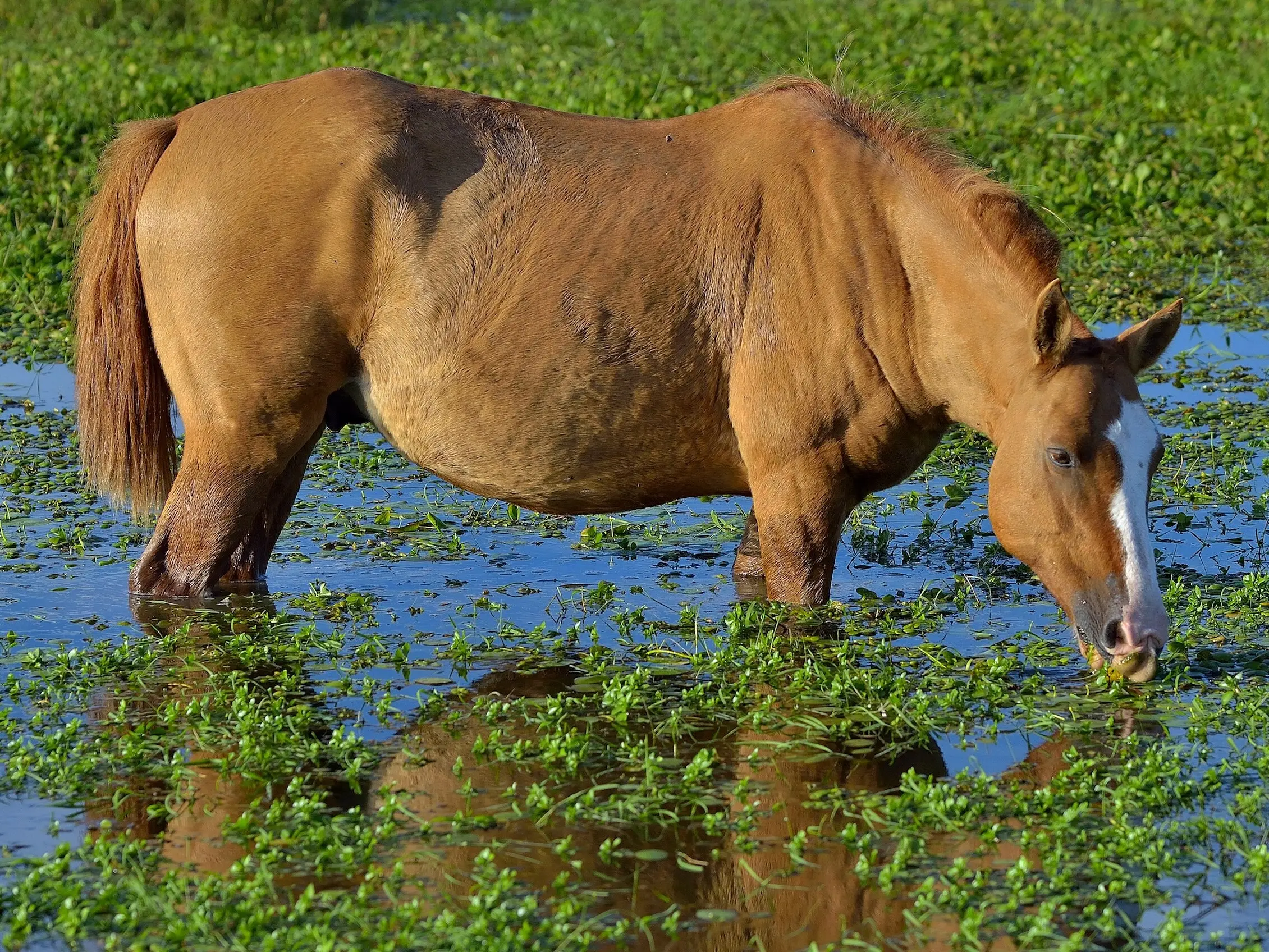 Argentine Criollo Horse