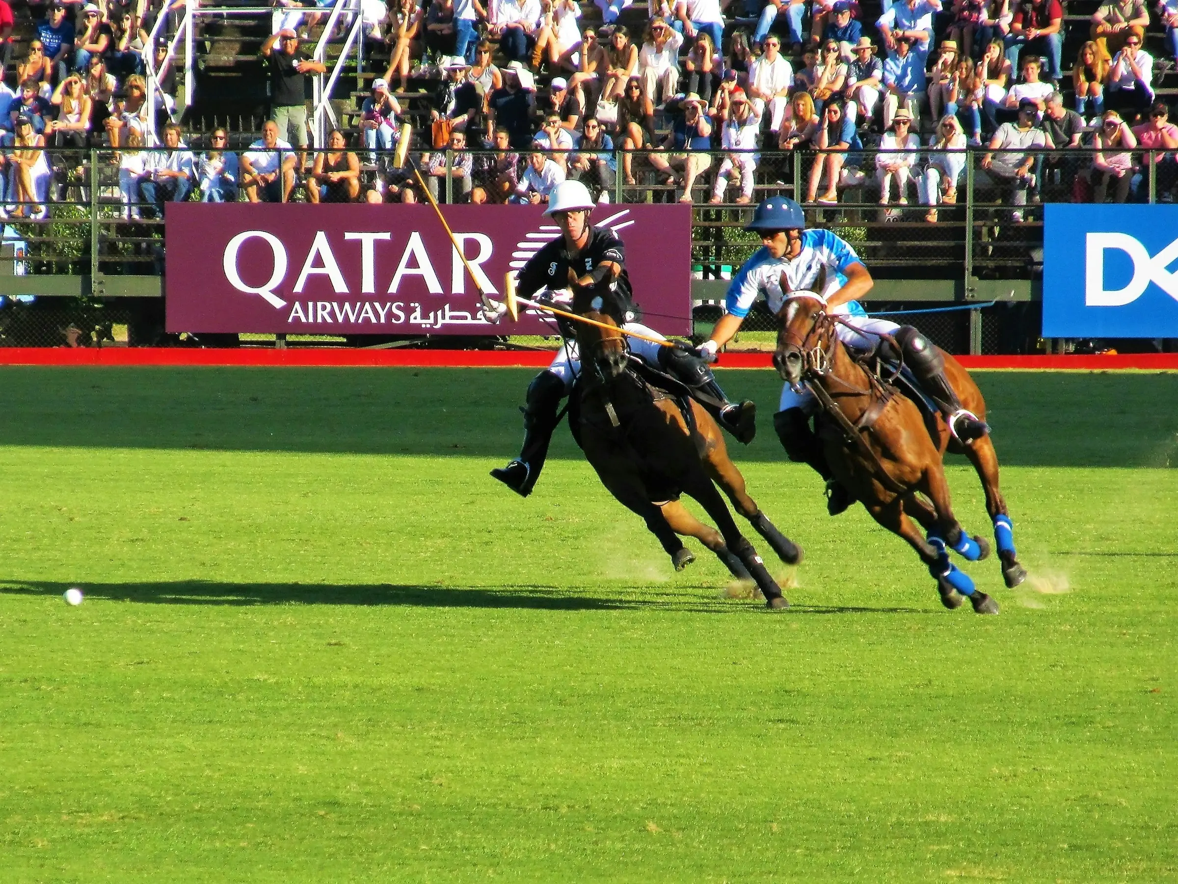 Argentine Polo Pony